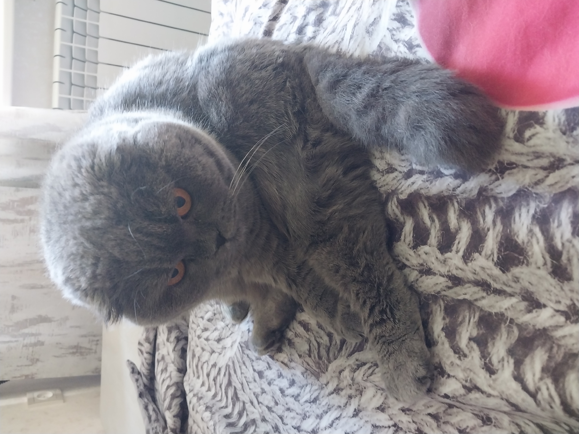 A grey Scottish Fold cat with orange eyes sits on a bed with a knitted patterned blanket. The cat is facing the camera with its head tilted down. In the background, a white radiator and a light-colored wall with a light switch are visible. The scene appears to be indoors, likely in a residential setting. The location is not specified.