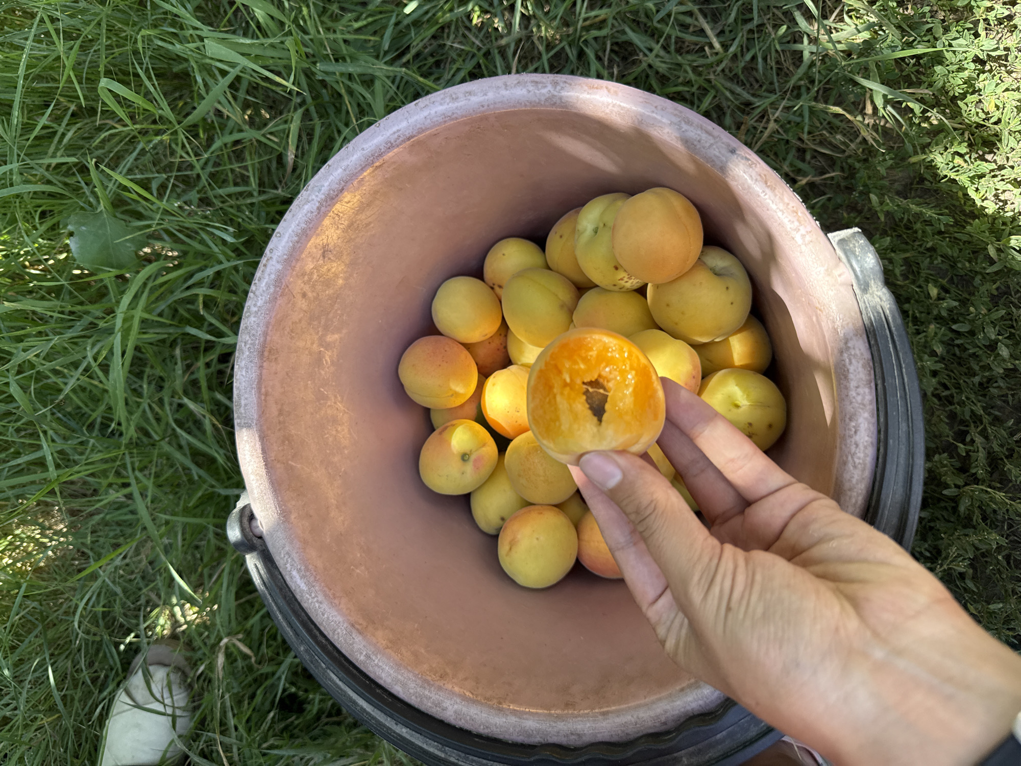 In Tash-Kyia, Kyrgyzstan, a close-up overhead shot captures a hand holding a halved apricot over a bucket overflowing with ripe apricots. The bucket, a dusty rose color with a dark gray rim, rests on green grass. The apricots are a vibrant orange-yellow, some showing a blush of red. The hand, with visible veins and fingernails, is positioned to drop the halved fruit into the bucket. The background is a blur of sun-drenched green grass, suggesting an outdoor setting, likely an orchard or garden.