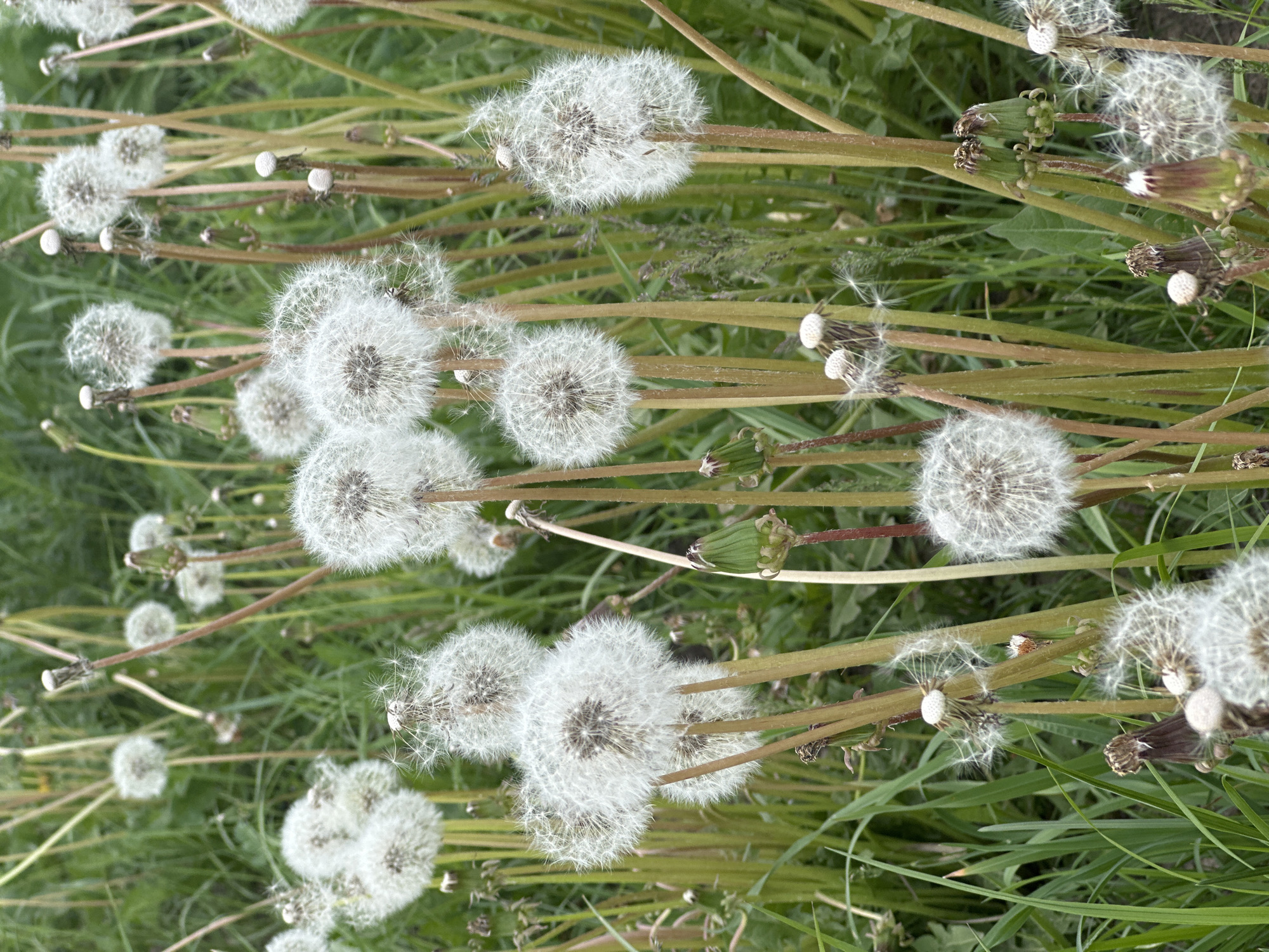 The image shows a field of dandelions with seed heads, in Эстачи, Russia. The dandelions are scattered across green grass. Some seed heads are intact, while others have dispersed their seeds. There are no people visible in the scene.