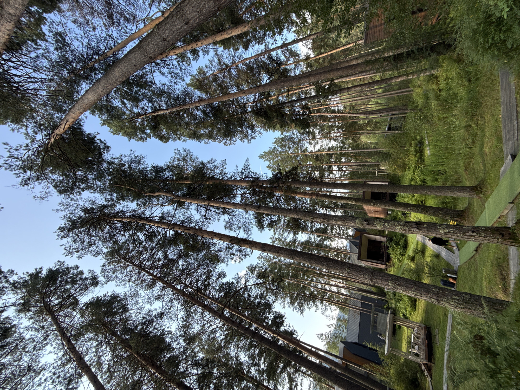 This image depicts a forest area with modern structures nestled among tall pine trees, likely a resort or glamping site. The perspective is from a low angle, looking up at the sky through the dense canopy. Several wooden cabins, some with dark siding and others with natural wood finishes, are visible on a gentle slope. A wooden walkway, lined with green artificial turf, guides visitors through the landscape. In the foreground, a person wearing black shorts and a black t-shirt is walking away from the camera on the walkway. Several suitcases are placed on the grass to the left of the walkway. To the left of the walkway, there is an open-air gazebo with a table and chairs. The environment is lush with green grass and various types of foliage. The sky is clear and blue. Based on the context provided, this scene is located in the city of Barangol, Russia, an area known for its natural beauty and tourism.