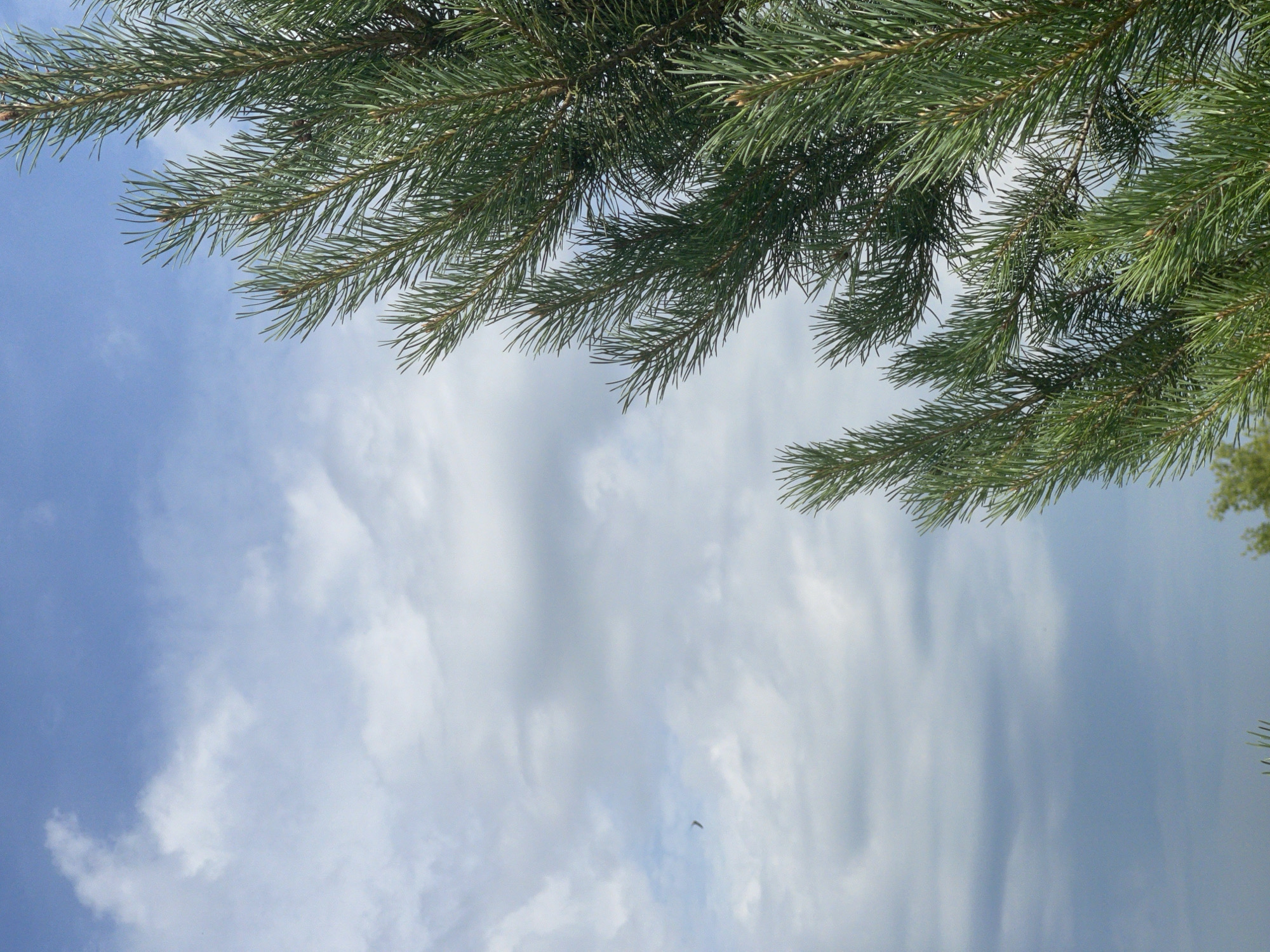 A close-up, eye-level, vertical, medium shot captures the upper branches of a pine tree against a cloudy sky. The pine needles are a vibrant green, with visible buds at the tips of some branches. The sky is a mix of blues and grays, with soft, wispy clouds dominating the left side of the frame. A tiny dark bird is visible in the upper left quadrant, appearing as a small speck against the vast sky. The scene suggests an outdoor environment, possibly in Bukhovoye, Russia, given the context, but no specific urban features are visible. The focus is on the natural elements of the tree and sky.