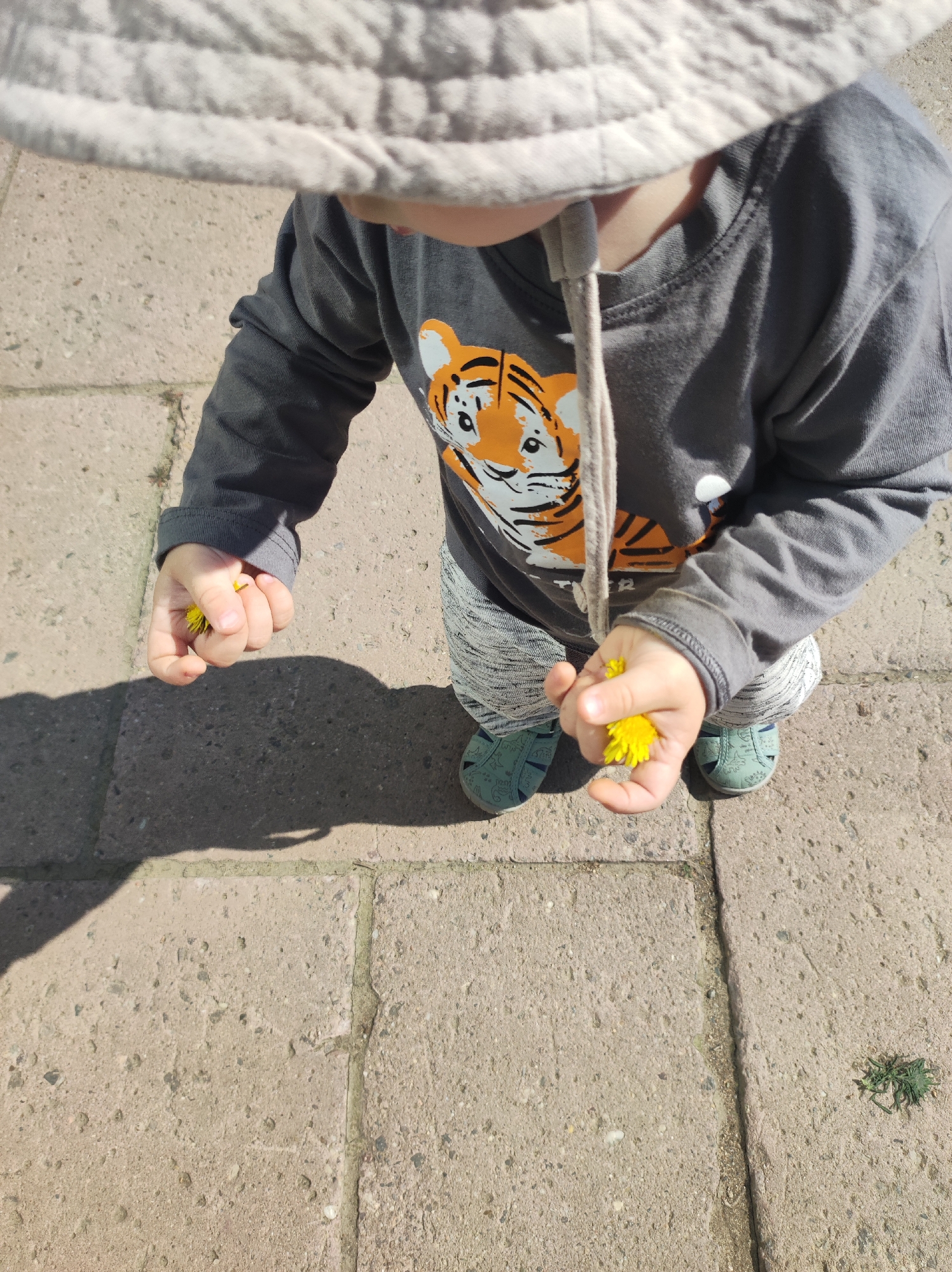 A toddler, wearing a grey, long-sleeved shirt with an orange tiger on the front, grey and white striped pants, and blue sandals, stands on a paved surface, likely concrete slabs. The child wears a light-colored hat with a drawstring. The child is holding yellow dandelions in each hand. A shadow is cast on the pavement to the left of the child. A small patch of green vegetation is visible in the lower right corner of the image. The location is reported to be Chaikovsky, Russia, but there are no visual clues to verify this.