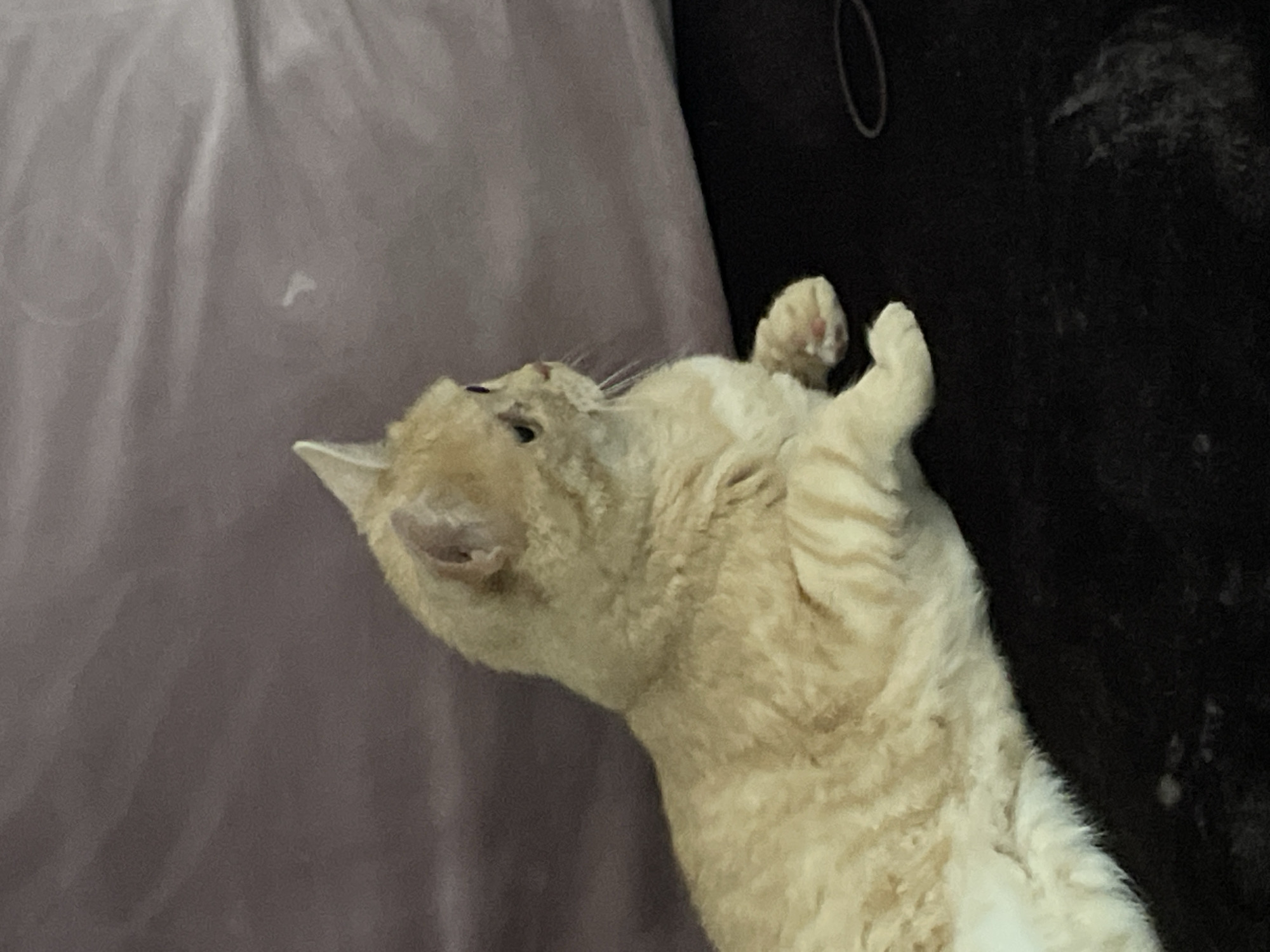 A light orange cat is lying on its back with its paws up near a dark surface. Part of a light purple sheet is visible in the background. The photograph does not contain evidence to locate the image in Bad Königshofen im Grabfeld, Germany.