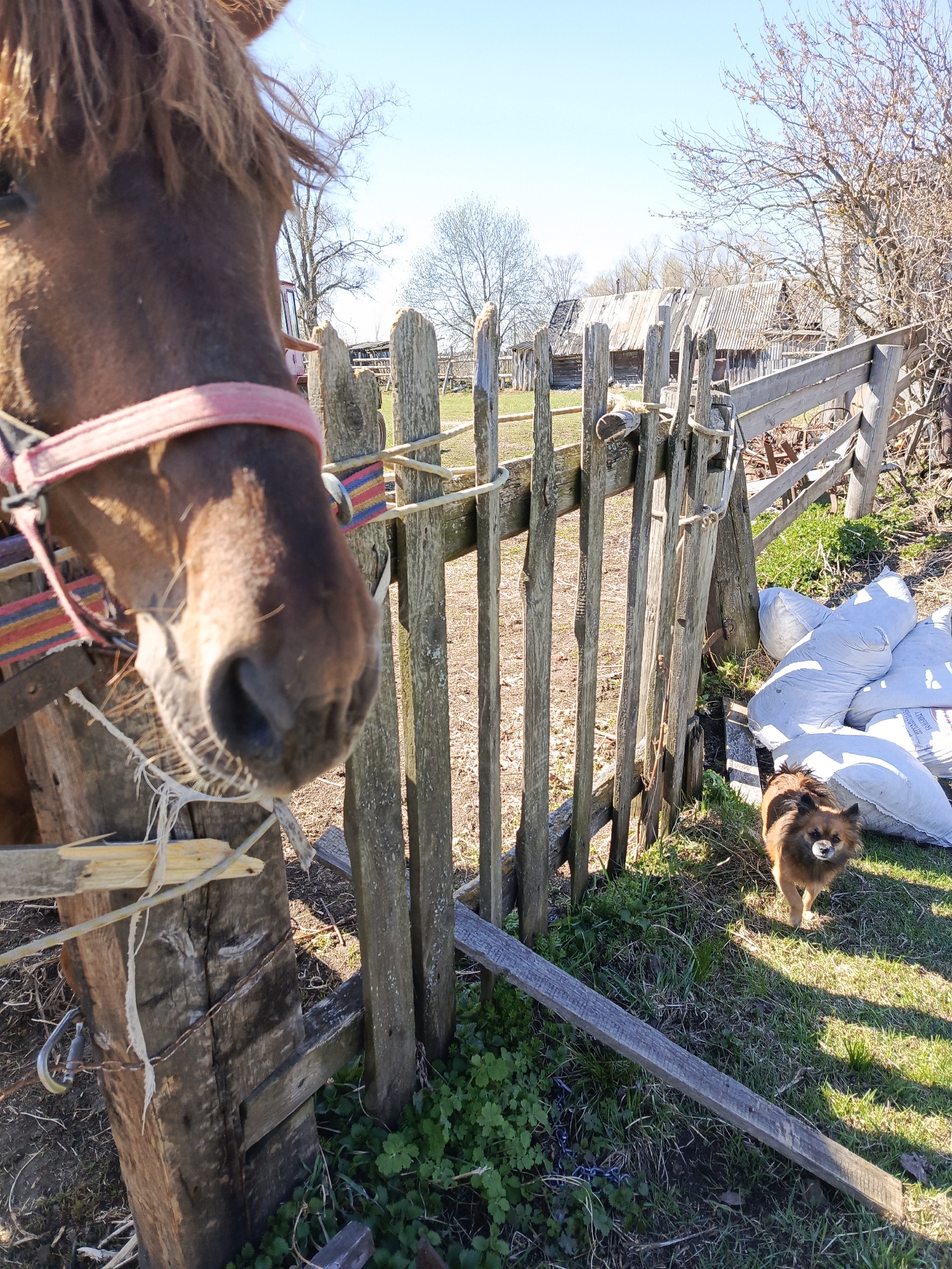 The image depicts a rural scene in what could be the village of Кемуль, Russia. A brown horse with a red and multi-colored halter stands close to a weathered wooden fence. The fence appears old and in need of repair. Beyond the fence, a small brown dog stands on a grassy area next to a pile of large white sacks. In the background, there is a cluster of old wooden buildings, possibly houses or barns, with dilapidated roofs. Bare trees and a clear blue sky complete the scene. The overall impression is one of a rustic, possibly impoverished, rural setting.