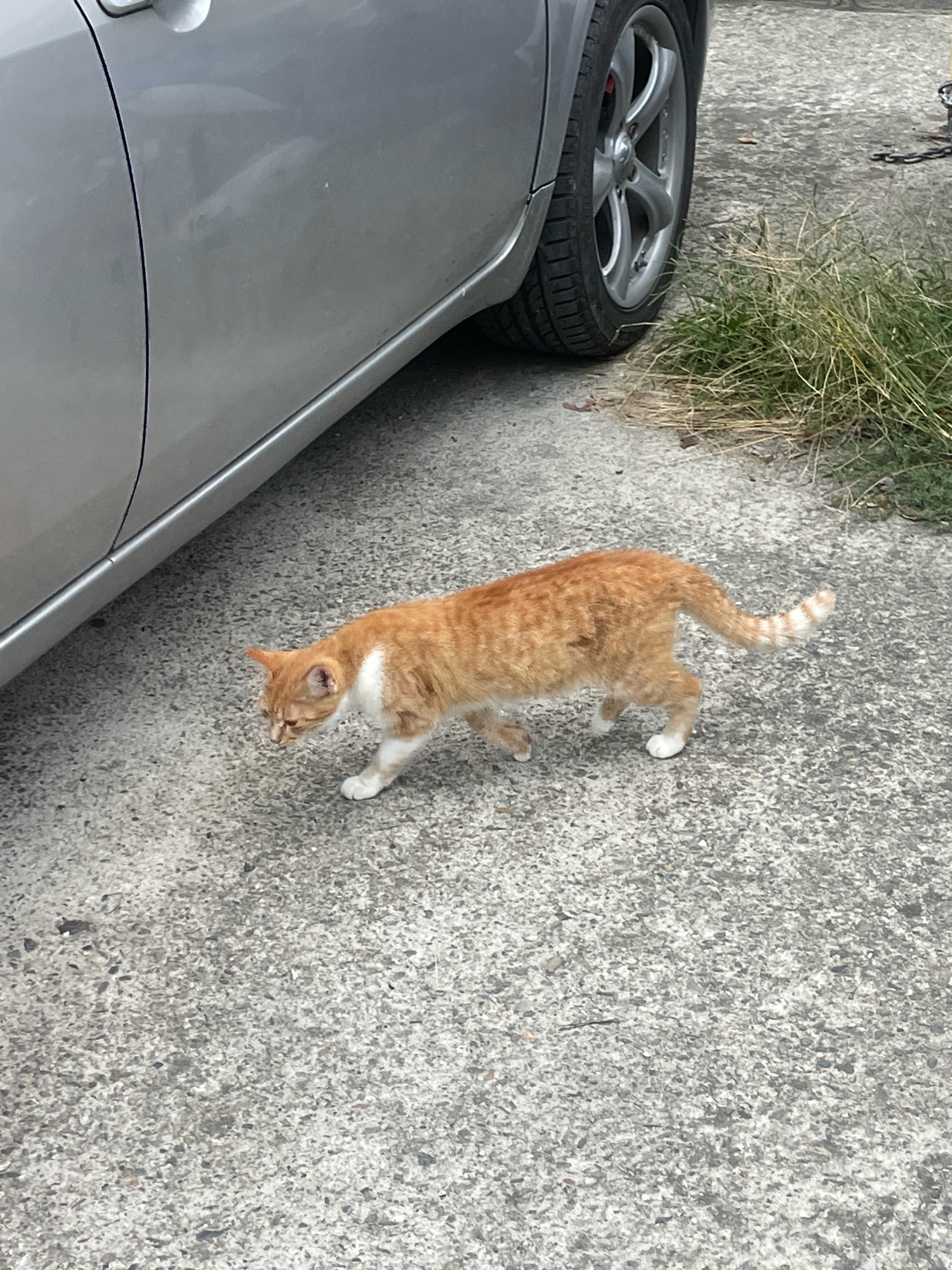 An orange and white cat walks on a concrete surface next to a silver car. The cat is in motion, with its head lowered as if sniffing the ground. The car's tire and a portion of its body are visible. The environment appears to be an outdoor urban setting, possibly a street or parking lot, with some dry grass and a chain visible in the background. There is no indication of the city of Sochi, Russia, in the image.