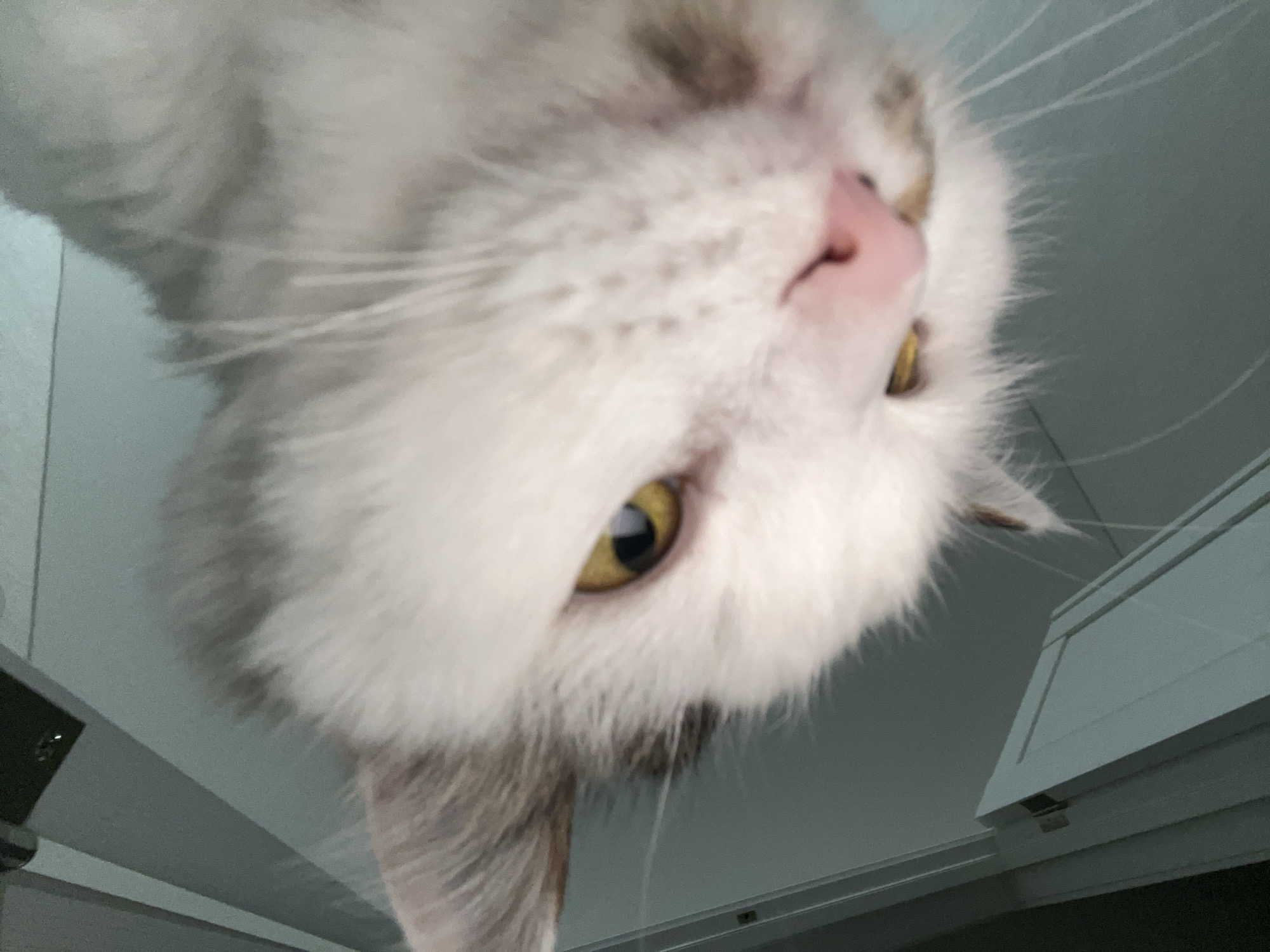 A low-angle, close-up, eye-level shot captures a white cat's face against a light blue, slightly textured background, possibly a wall or ceiling. The cat's head is tilted downwards, with its bright yellow eye prominent on the left side of the frame. Its nose is a soft pink, and its mouth is slightly open, revealing two small, yellowed teeth. The cat's fur is predominantly white, with subtle greyish-brown markings around its ears and eyes. White whiskers fan out from its muzzle. The lighting appears to be from above, creating slight shadows on the fur. The background is largely out of focus but suggests an indoor environment, with the top of what looks like a white door visible on the lower left, and a dark object, possibly a light fixture or speaker, visible at the top left.