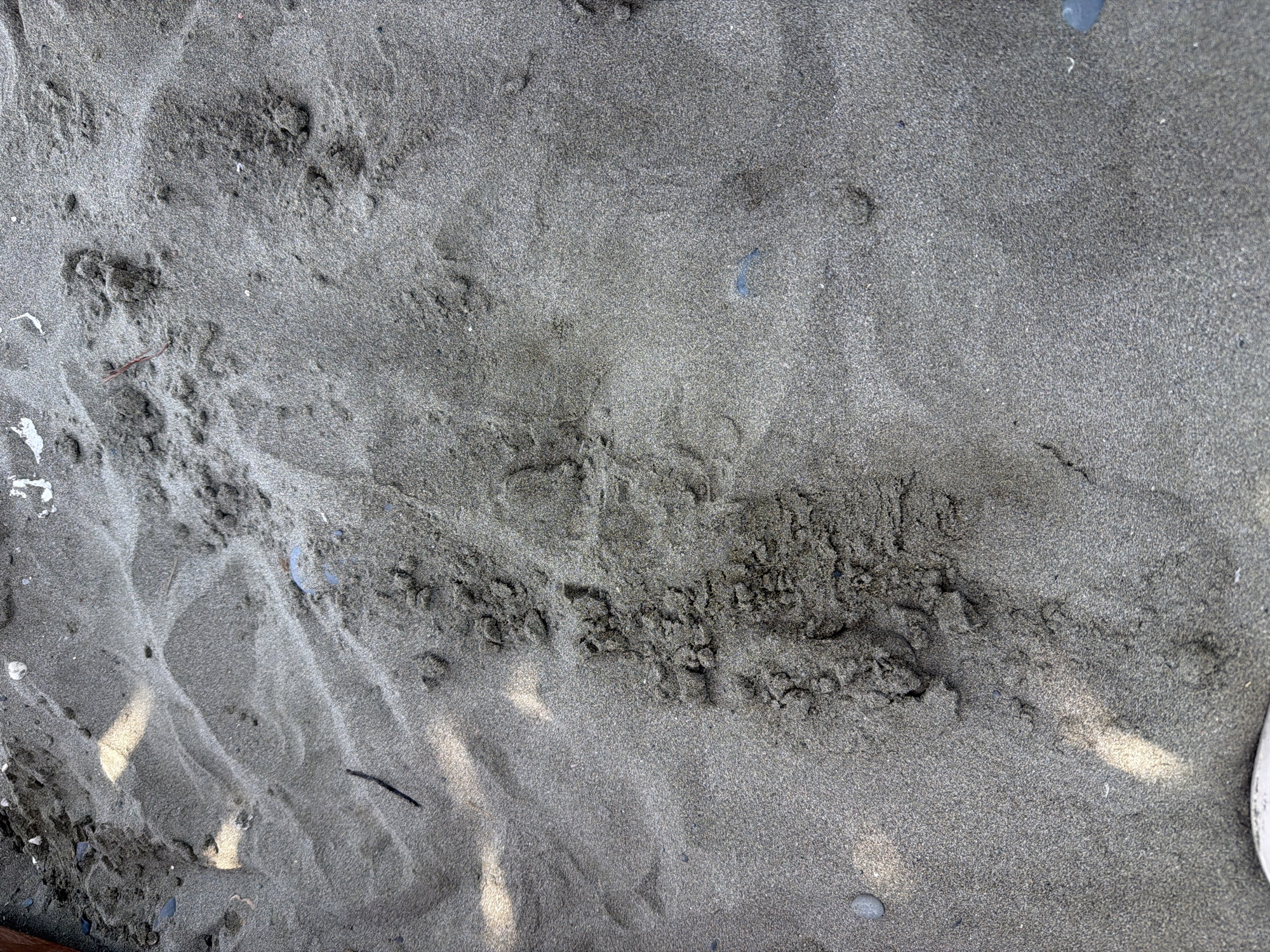 The image displays an overhead view of coarse, damp, dark grey sand on a beach in Meneou, Cyprus. The sand exhibits varying textures; the upper left features distinct parallel impressions, possibly from footwear or an object, alongside a thin, dark linear piece of debris. A prominent, vertically oriented track of clumpy, disturbed sand runs down the center-right. Scattered across the sand are several small white shell fragments and a small, smooth, light grey pebble in the bottom-left corner. A translucent blue-green object, possibly a piece of plastic, is visible in the mid-right. Streaks of bright sunlight illuminate portions of the sand, creating lighter, yellowish areas. No individuals, direct actions, or interactions are visible within the frame.
