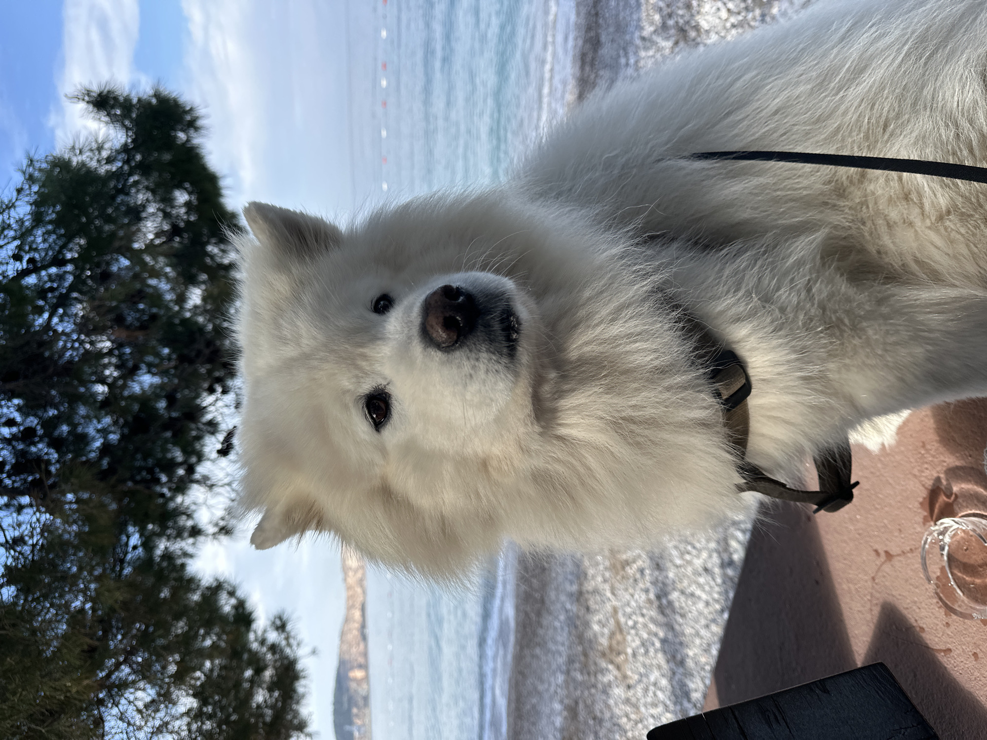 The image features a close-up of a white Samoyed dog wearing a black collar and leash. The background includes a beach, the Adriatic Sea, and a blurred coastline. The location is Šušanj, Montenegro. A tree is partially visible to the left of the dog. There is a pink-colored surface visible on the right side, possibly a table, with a glass object present. The dog is looking directly at the camera.