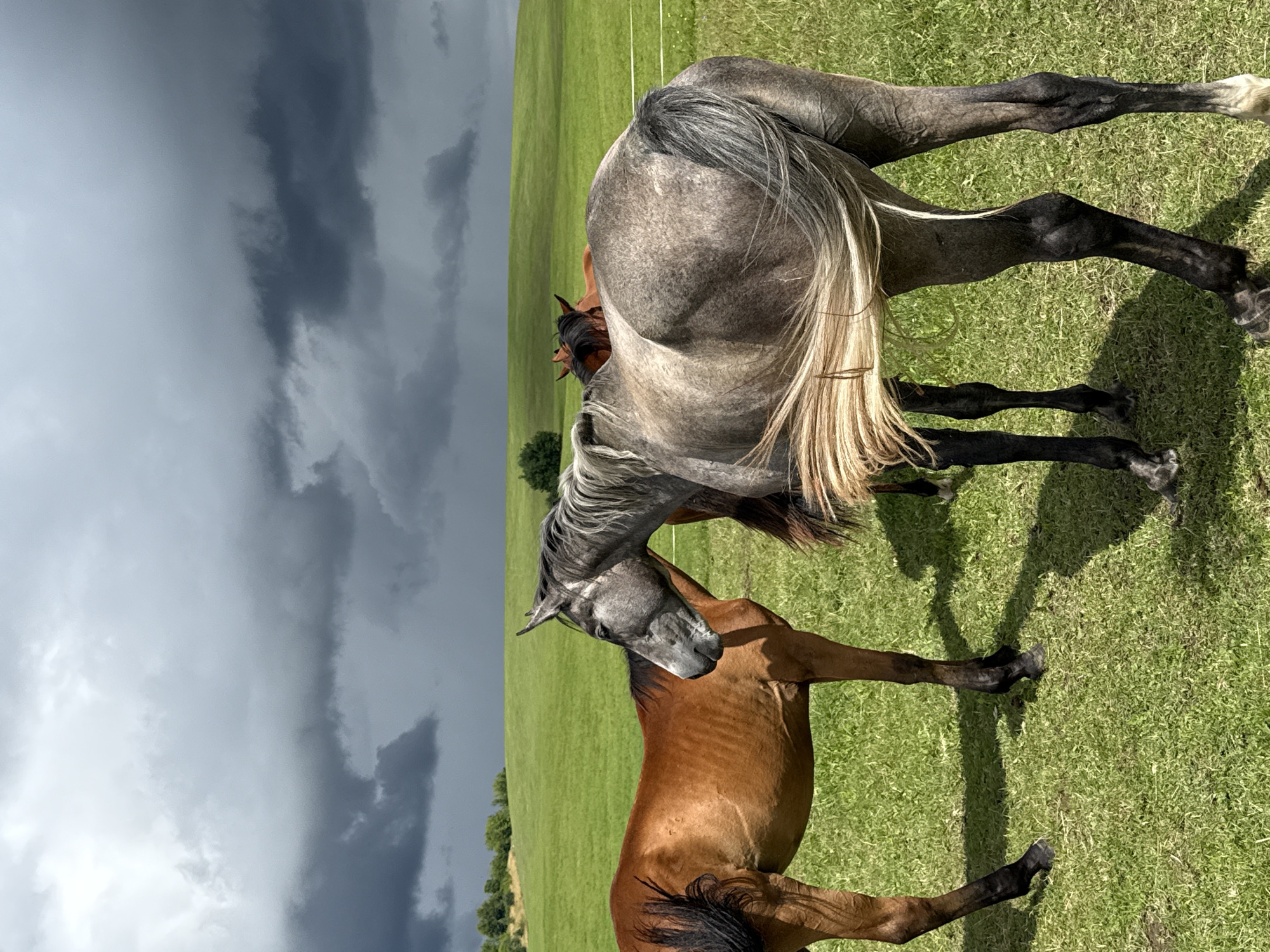 This image captures a scene in a grassy field in Galinė, Lithuania, under a dramatic, overcast sky. Three horses are present. In the foreground, a gray horse stands facing right, its back to the viewer, with its head turned to the left, looking downwards. Its tail is long and flowing. To the left of the gray horse, a chestnut-colored horse stands facing left, with its body mostly visible. Further in the background, another chestnut horse is partially visible, peeking out between the front two horses. The field is lush green, with rolling hills in the distance and a line of trees along the horizon. The stormy clouds create a somber atmosphere.