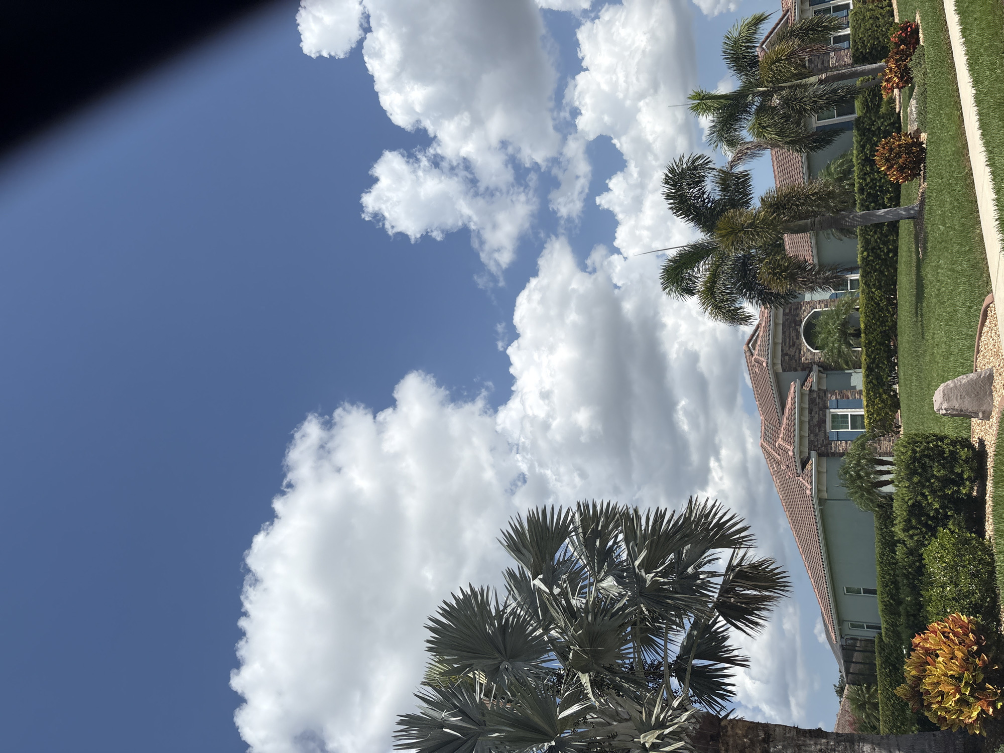 This is a landscape photograph taken on a sunny day. The image is oriented vertically. In the foreground, a large, fan-shaped palm tree with silvery-green fronds dominates the lower left of the frame. Behind it, a light blue sky is filled with fluffy, white cumulus clouds. To the right, the scene transitions to a well-maintained lawn and a light blue house with a terracotta tiled roof. Several palm trees with darker green fronds are visible in front of the house, along with manicured hedges and some colorful foliage. The sunlight casts shadows, indicating it is likely daytime, possibly mid-morning or early afternoon. The setting appears to be a residential area in a warm climate, consistent with Bradenton, Florida, given the tropical vegetation. There is no visible text in the image.