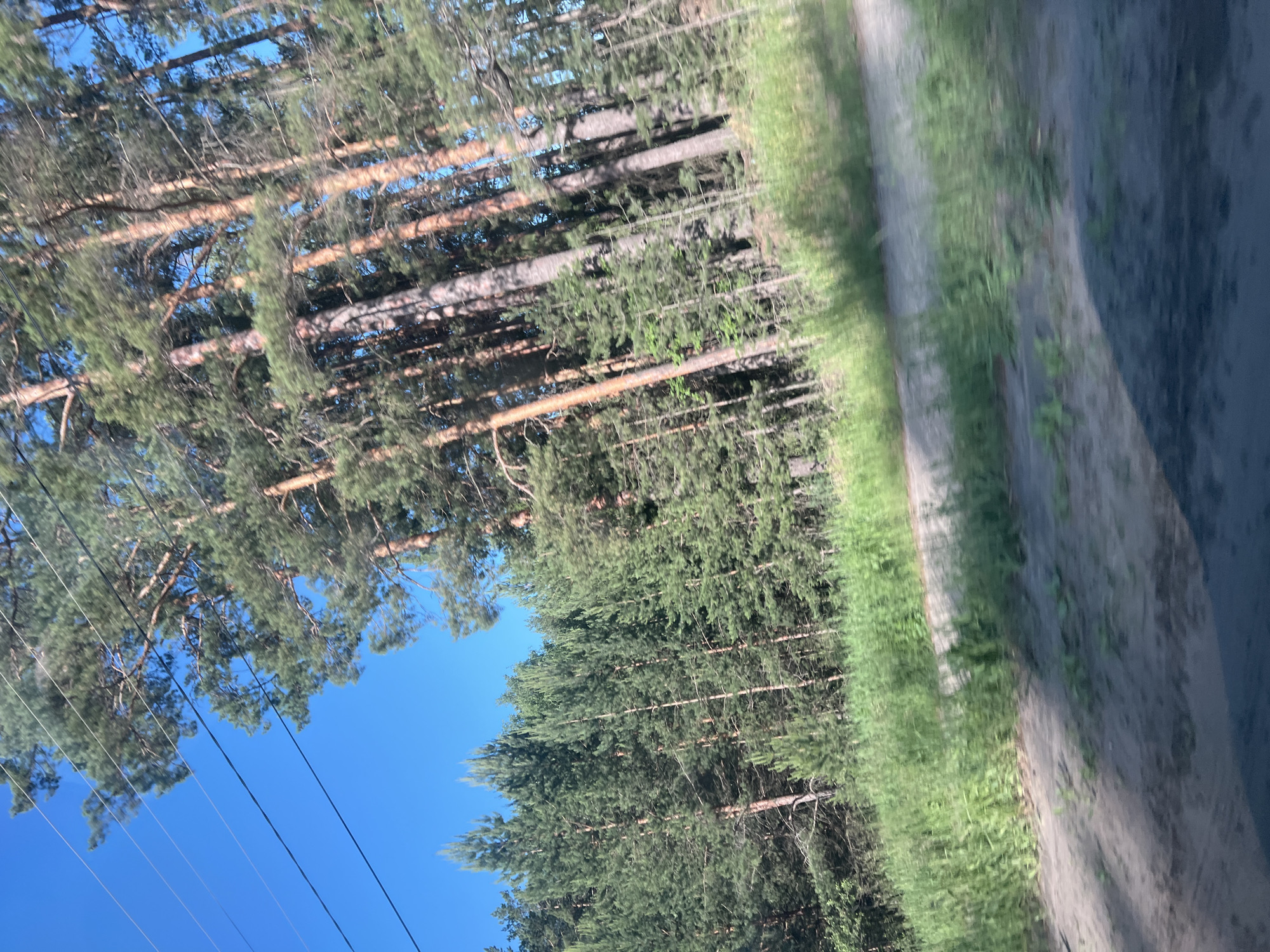 The image captures a roadside view of a pine forest under a clear blue sky. Several tall pine trees with reddish-brown trunks and green needles dominate the scene, some appearing closer and more detailed than others. In the upper left quadrant, thin black power lines are visible, stretching across the sky. The ground in the foreground is a dirt road or path, with patches of green grass and vegetation along its edge and interspersed with the trees. The overall impression is of a natural, rural environment, consistent with the outskirts of a town like Noviy, Russia, where such forested areas are common. There are no people or animals visible in the frame. The lighting suggests it is daytime, likely sunny, with shadows cast by the trees.