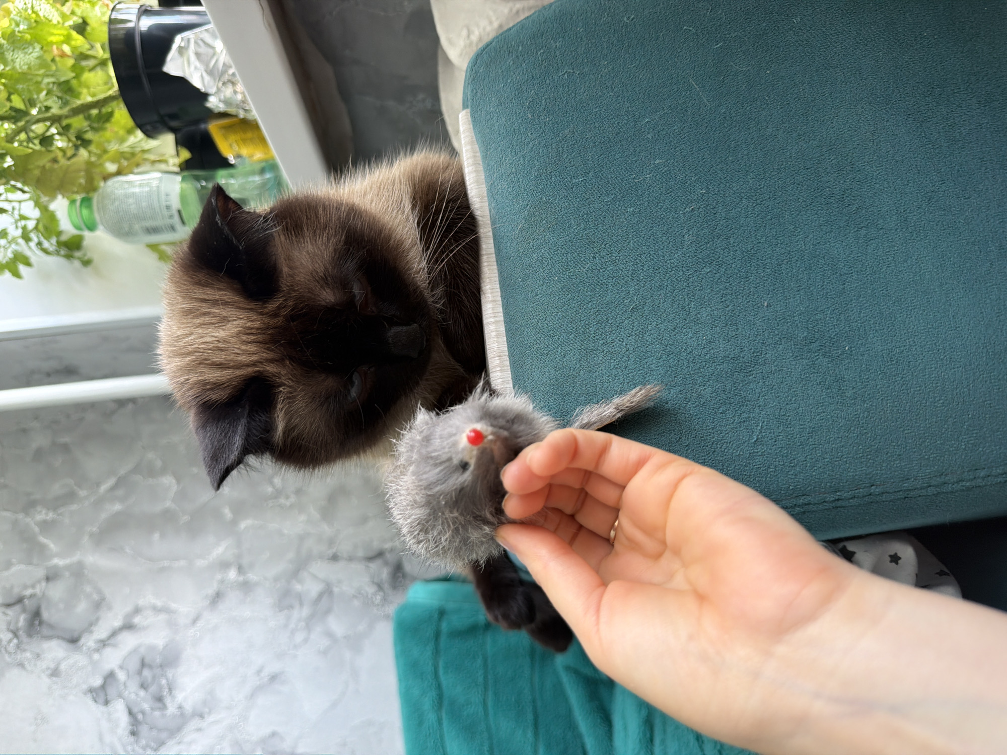 A Siamese cat is lying down and looking at a toy mouse. A human hand is holding the toy mouse in front of the cat. The cat is a dark brown color with lighter brown markings. It has bright blue eyes. The toy mouse is gray and fuzzy with a red nose. The cat is on a teal-colored piece of furniture, possibly a cat tree or a couch. In the background, there are plants, a window, and a white countertop with a marble pattern. The lighting suggests it's daytime, likely indoors. The image conveys a playful interaction between a pet and its owner.