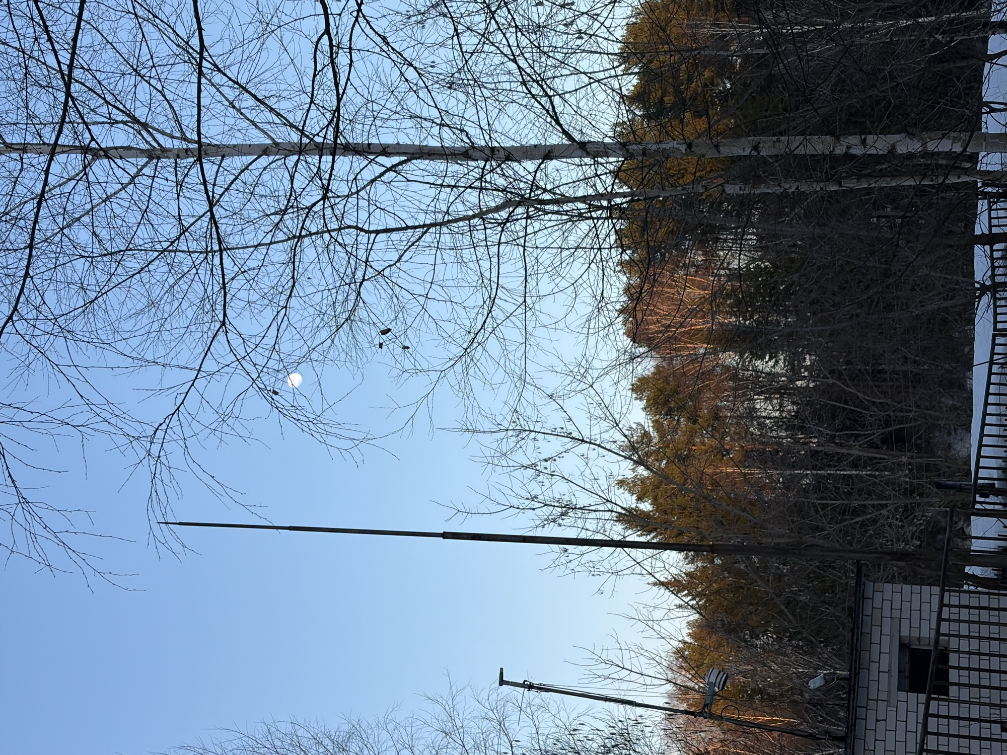 The image shows a view of the sky in Chaikovsky, Russia, with bare tree branches silhouetted against a blue sky. A faint, pale disc, possibly the moon, is visible in the upper left quadrant of the frame. A tall, thin pole extends upwards through the center of the view. In the background, there's a dense row of trees, some with foliage, and parts of buildings with snow on their edges. Electrical wires can be seen in the lower part of the image.
