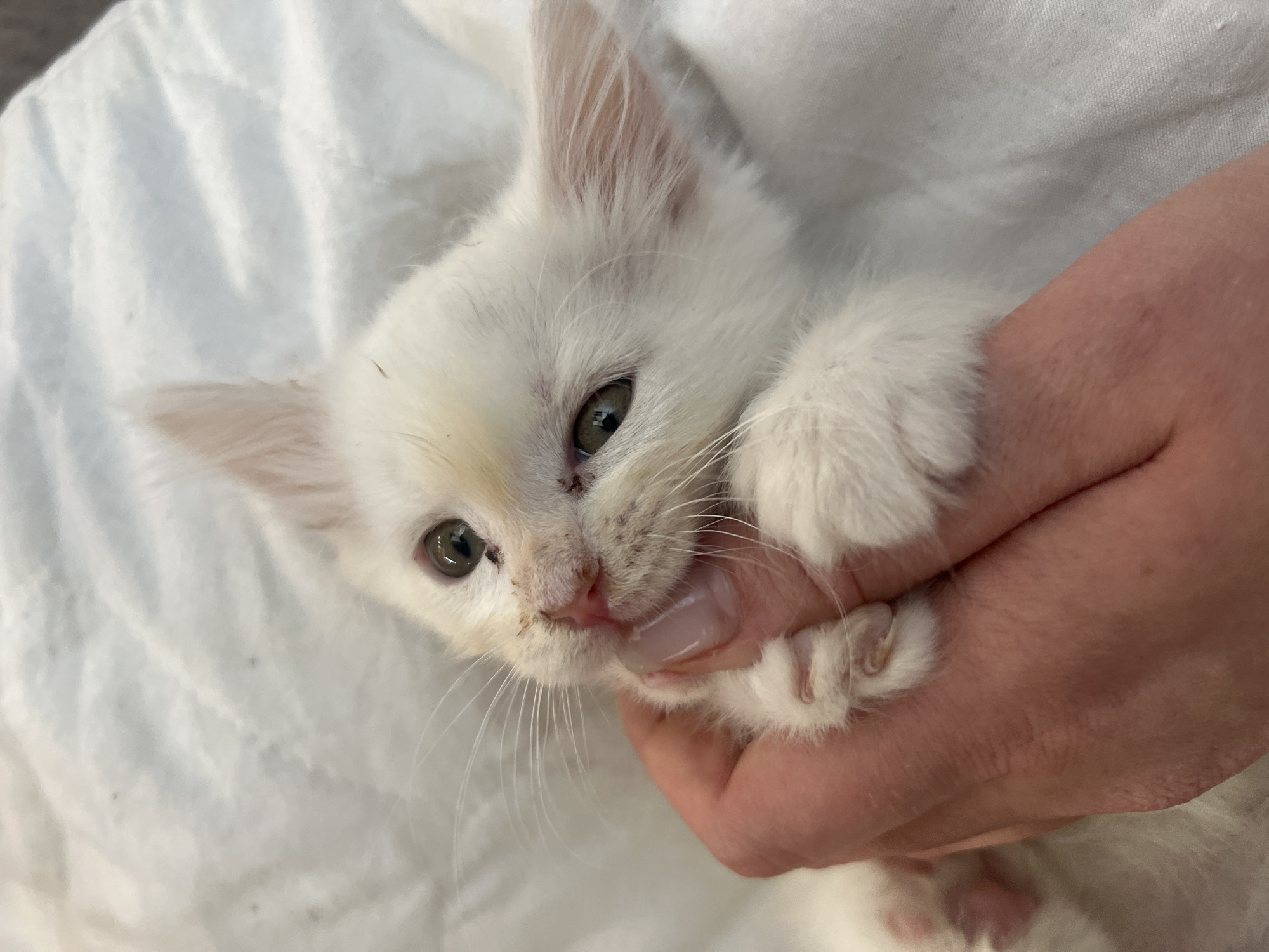 A white kitten is being held in a person's hand. The kitten has green eyes, and a slightly dirty face. The background appears to be a white cloth. The location in the city of Chaikovsky, Russia is not discernible from the image.