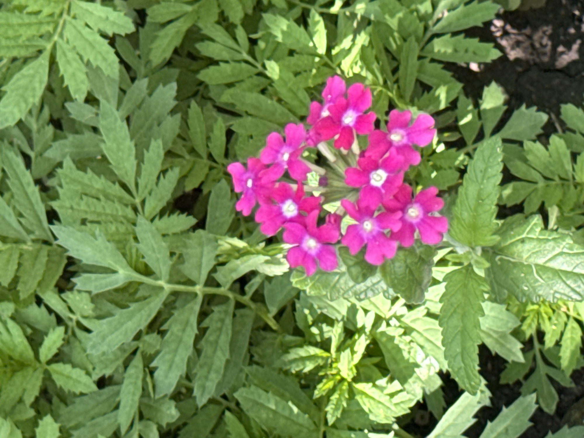 The image shows a close-up, top-down view of a cluster of vibrant pink verbena flowers. The flowers are in full bloom, with several delicate petals and a white center visible on each. They are surrounded by lush green foliage, characterized by deeply serrated leaves. The background consists of more of this green foliage, with some patches of dark soil visible at the bottom right. The lighting suggests it is daytime, with natural light casting shadows within the leaves. There are no people or animals present in the image. The scene appears to be a garden or a patch of wild vegetation. There is no information within the image to suggest its location in Veselina, Bulgaria.