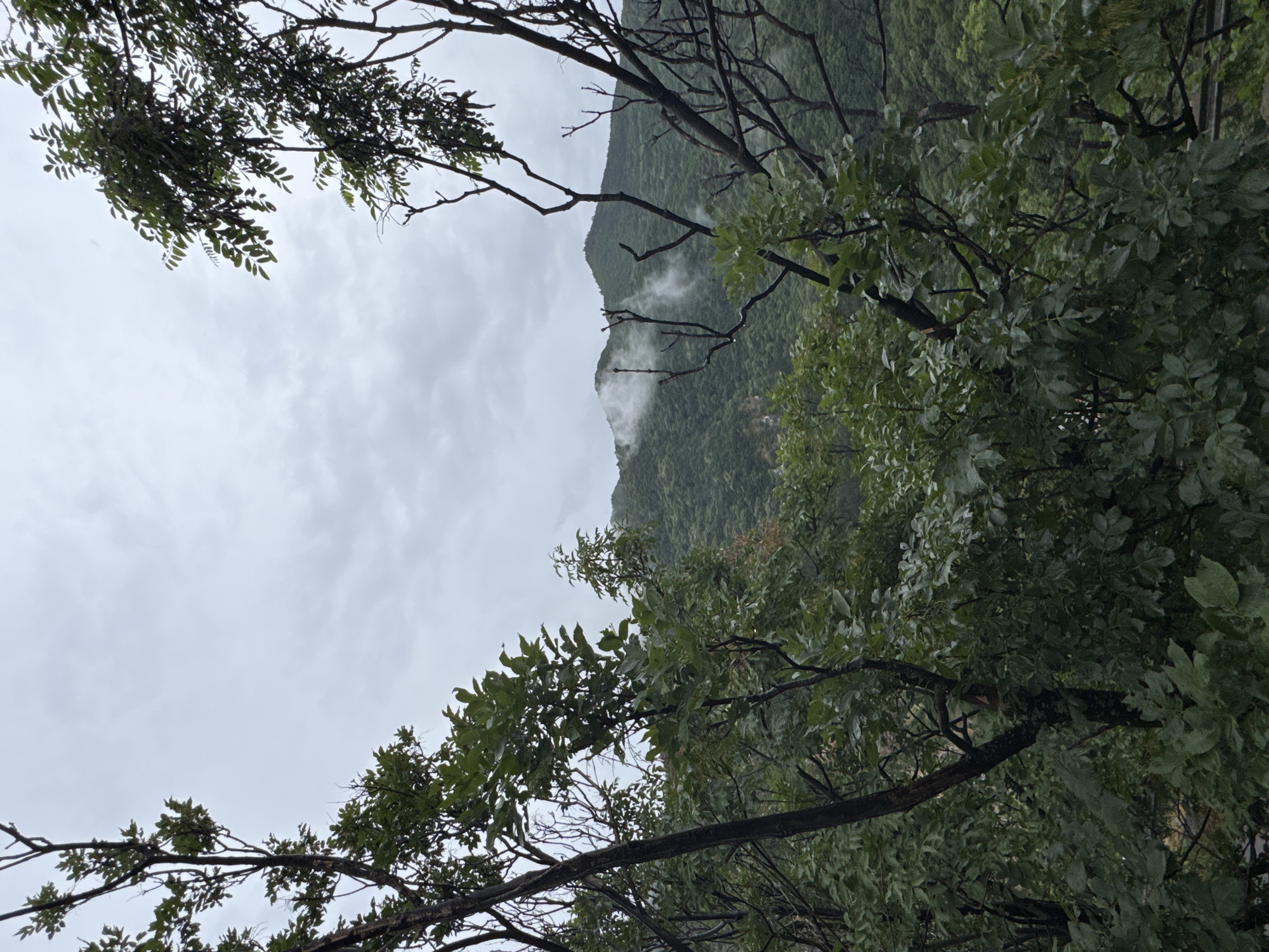 The image depicts a view of a misty mountain landscape from within a dense forest, likely located in the vicinity of Lyaskovo, Bulgaria. In the foreground, dark, bare tree branches frame the scene, their silhouettes stark against a cloudy sky. Lush green foliage, appearing damp, obscures much of the lower portion of the image. Beyond the trees, rolling green mountains recede into the distance, partially enshrouded in soft white mist, particularly near the peaks. The overall atmosphere is serene and slightly melancholic, suggesting a damp, overcast day. There are no people or discernible human activity visible in the frame.
