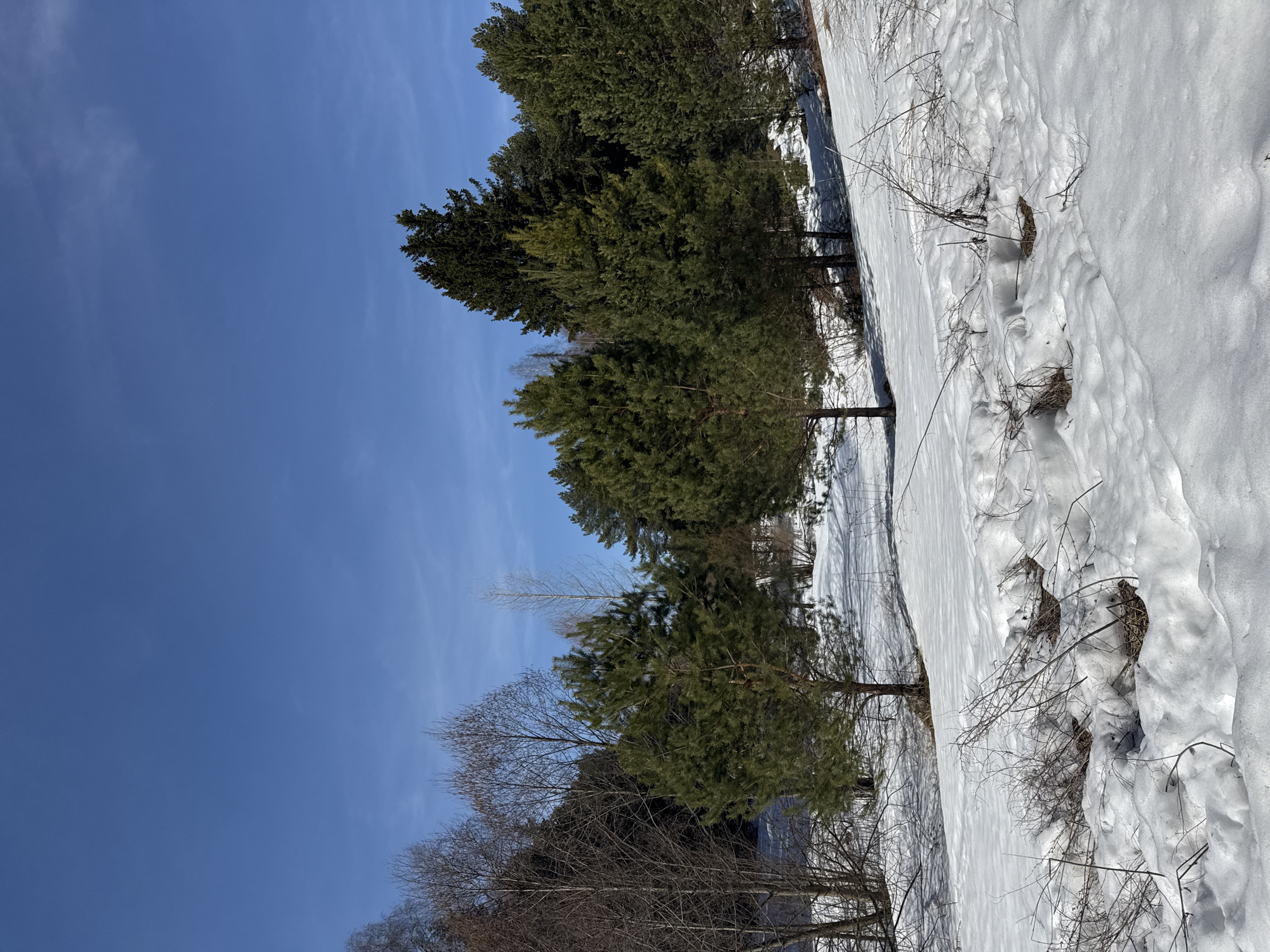 The image depicts a winter scene, likely taken in a forested area near the city of Chaikovsky, Russia. Snow covers the ground, suggesting a cold climate. The landscape is characterized by coniferous trees, which are common in the region. There are also bare, deciduous trees in the foreground. The sky is clear and blue with some wisps of clouds, indicating a sunny day. The scene appears undisturbed by human activity. There are no people or animals visible. The only evidence of activity is the texture of the snow.