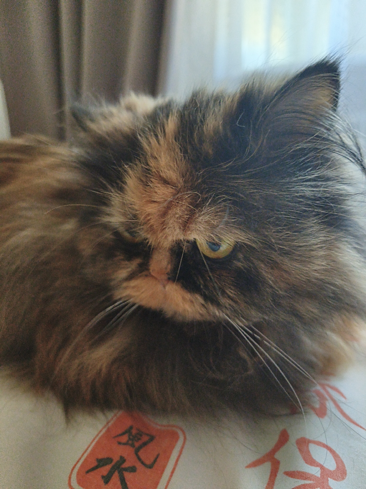 A close-up, slightly blurry shot captures a tortoiseshell cat with long, fluffy fur. The cat is lying down on a patterned surface, possibly a pillow or fabric. The background consists of soft, neutral-colored curtains and a hint of bright light filtering through. The cat's eye, a striking yellow-green, is partially visible, and its whiskers are long and prominent. In the lower portion of the image, there are two red rectangular stamps with black Asian characters printed on them. The overall impression is of a domestic indoor setting, peaceful and relaxed.