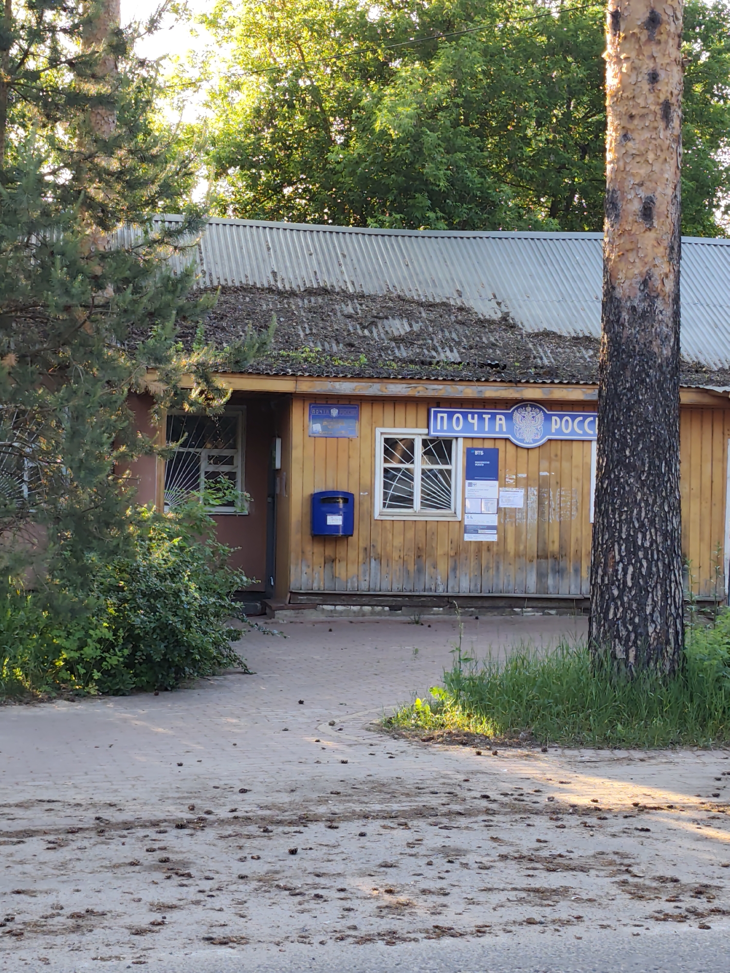 This image depicts the facade of a single-story building identified as a Russian Post office in Kratovo, Russia. The building features light brown vertical wooden siding and a corrugated metal roof, which shows signs of age and partial moss or foliage growth.
A prominent blue and white sign bearing the text "ПОЧТА РОССИИ" (Russian Post) is mounted above the main window. Below this, a smaller blue sign displays "ВТБ," indicating banking services. To the right of the main window, a blue Russian Post mailbox is affixed to the wall. The building has at least two windows with white frames and security grilles, one featuring a radial pattern. An entrance recess with a dark door is visible to the right of the mailbox.
The building is flanked by two large pine trees. A dense pine tree on the left partially obscures the left side of the facade and an adjacent window. A mature pine tree in the foreground on the right has distinctly textured bark, dark at the base and a peeling orange-brown higher up, partially obscuring the right side of the post office sign.
In front of the building, a paved pathway of light grey interlocking pavers is heavily scattered with small, dark debris, consistent with pine cones or needles. Patches of green grass and dense green bushes are visible in the foreground and to the left. Overhead, the sky is bright, and deciduous trees with green foliage are visible behind the building. Strong, golden sunlight illuminates the scene from the left, casting long shadows across the paved area, suggesting either early morning or late afternoon. No individuals are present in the frame.