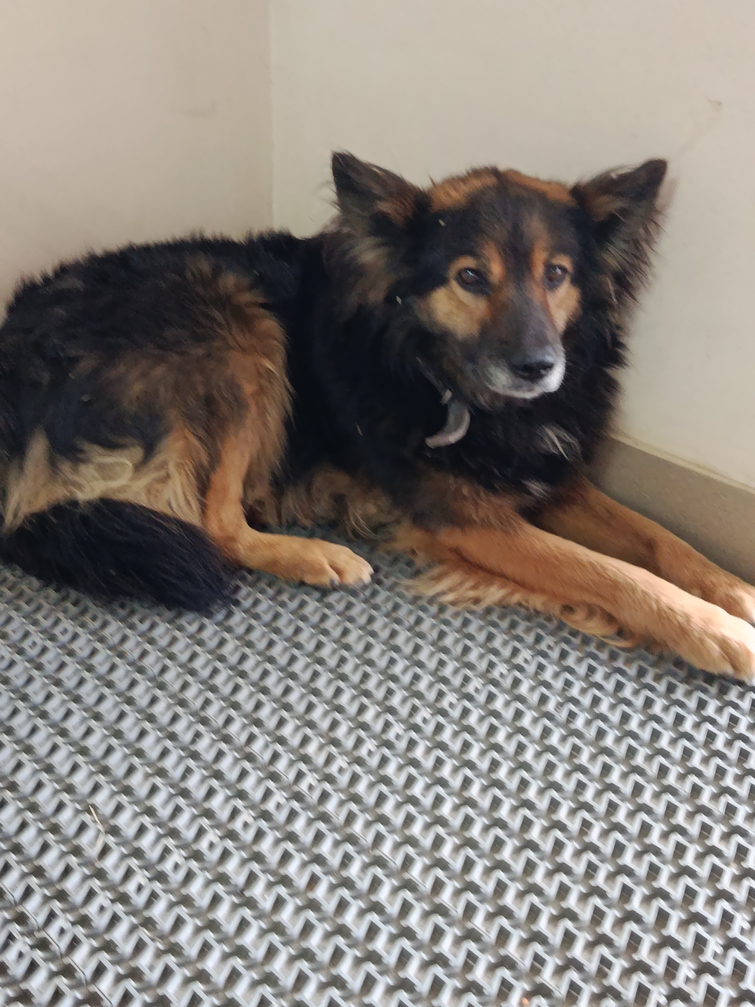 A medium-sized dog with long, shaggy fur of black, brown, and tan coloring is lying on a textured gray mat indoors. The dog is positioned on its left side, with its head turned slightly to the right, looking directly at the camera. Its ears are perked, and its tail, which is predominantly black, is curled to its left. The dog is wearing a light-colored collar. The background consists of a plain, light-colored wall and a baseboard. The overall scene appears to be an interior space, possibly a kennel or a shelter, in Svetlogorsk, Belarus.