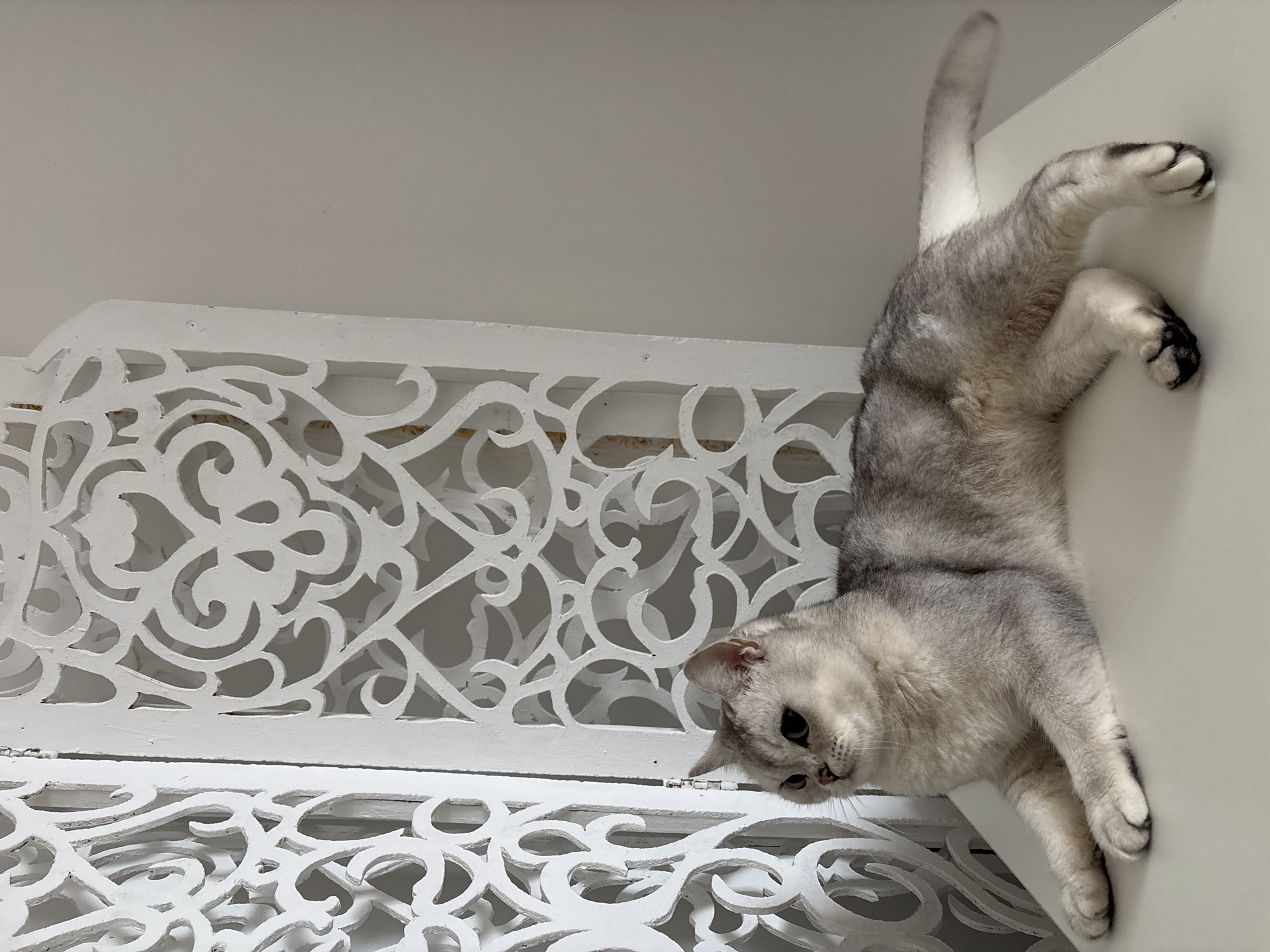A silver-grey tabby cat is clinging to a white wall, possibly a vertical surface within a building. The cat's tail is extended upward. A white, ornate, lattice-like structure is adjacent to the cat, possibly a railing or decorative panel. The lighting appears indoor and even. The image does not contain sufficient information to determine the city, country, or any information about people.