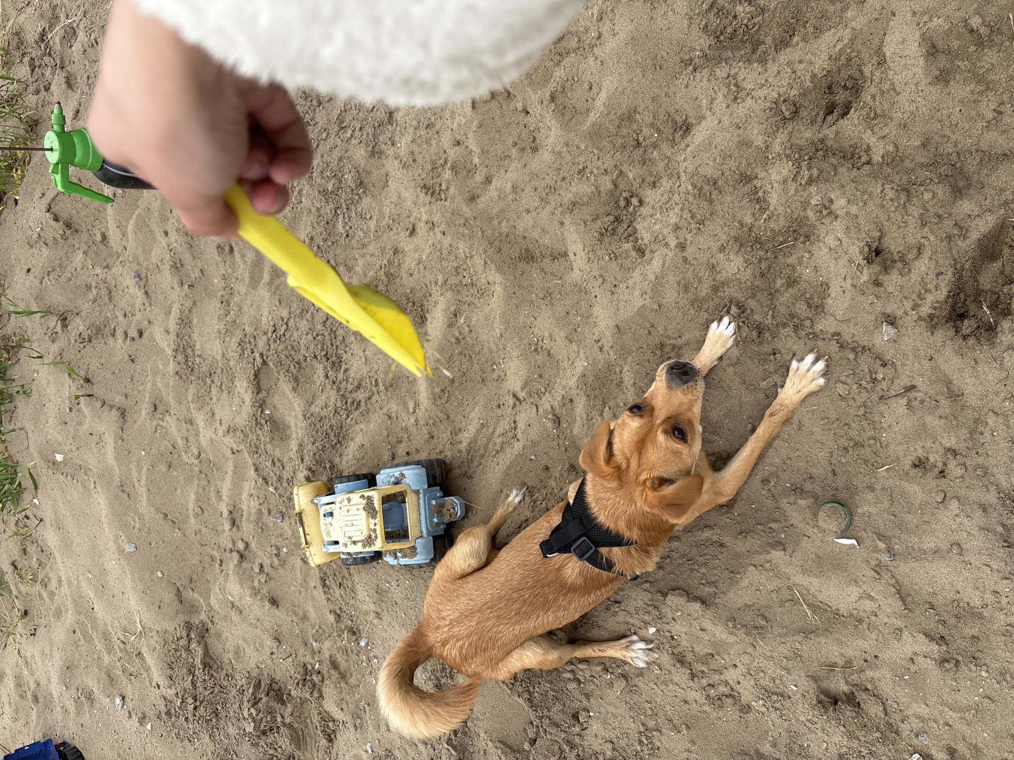 A small, light brown dog with a black harness lies on its side in a sandy area. In front of the dog is a blue and yellow toy truck. To the right of the dog, a person's hand is holding a yellow object, possibly a toy, over the dog. In the background, a green spray bottle is visible. The ground is covered in sand with some patches of grass and small pebbles. The overall scene appears to be an outdoor setting, potentially a park or beach. There is no indication of the specific location within the city of Vishnevka, Russia.