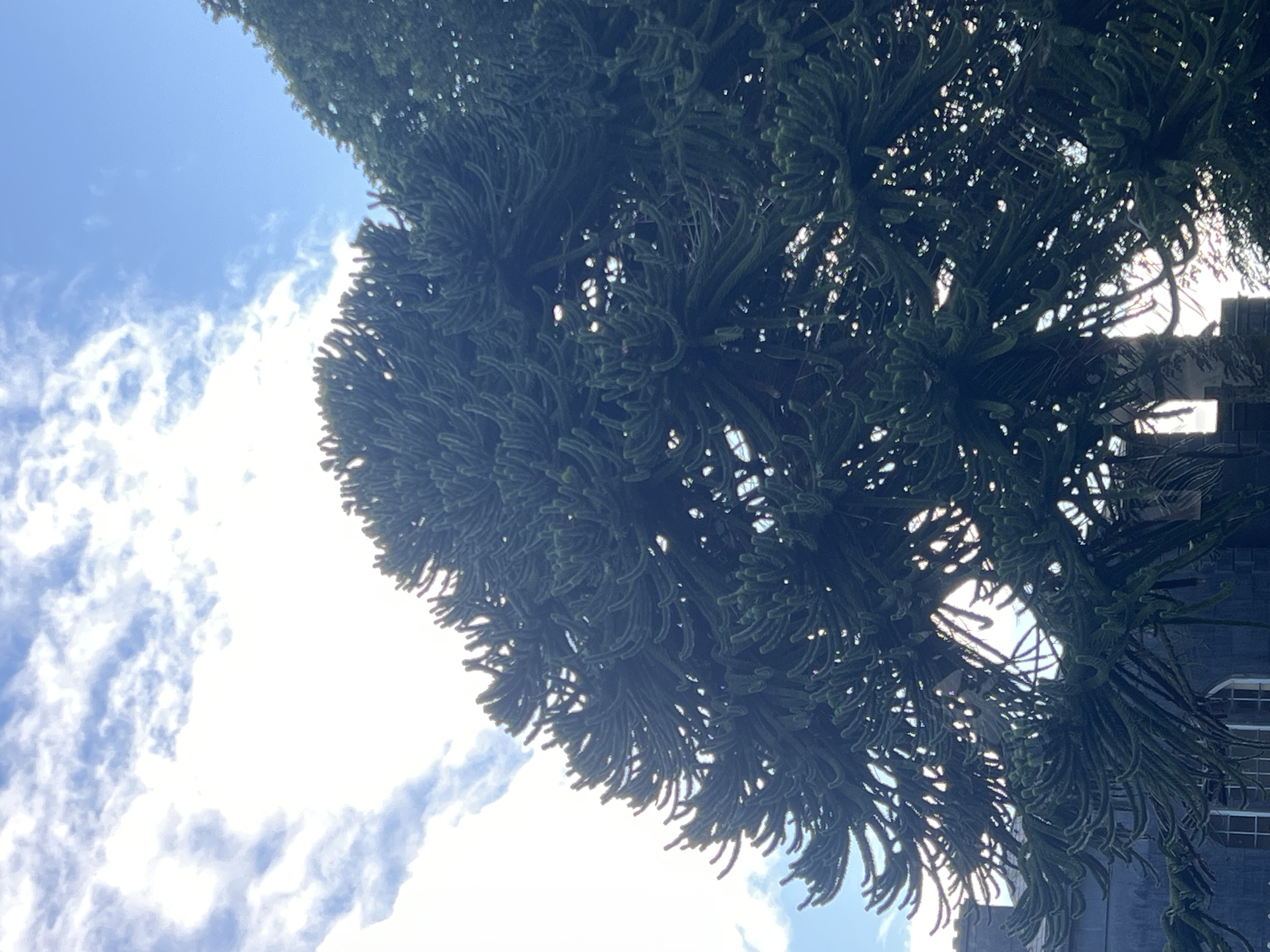 A low-angle shot shows a dark green, coniferous tree filling the majority of the frame, with its unusual, spiky branches extending towards a bright sky. The sky is a mix of white and light blue clouds, with the sun peeking through, creating a halo effect behind the tree's branches. In the lower left of the image, a portion of a grey, stone building with arched windows is visible, partially obscured by the tree's foliage. The overall impression is one of natural beauty set against an architectural backdrop.