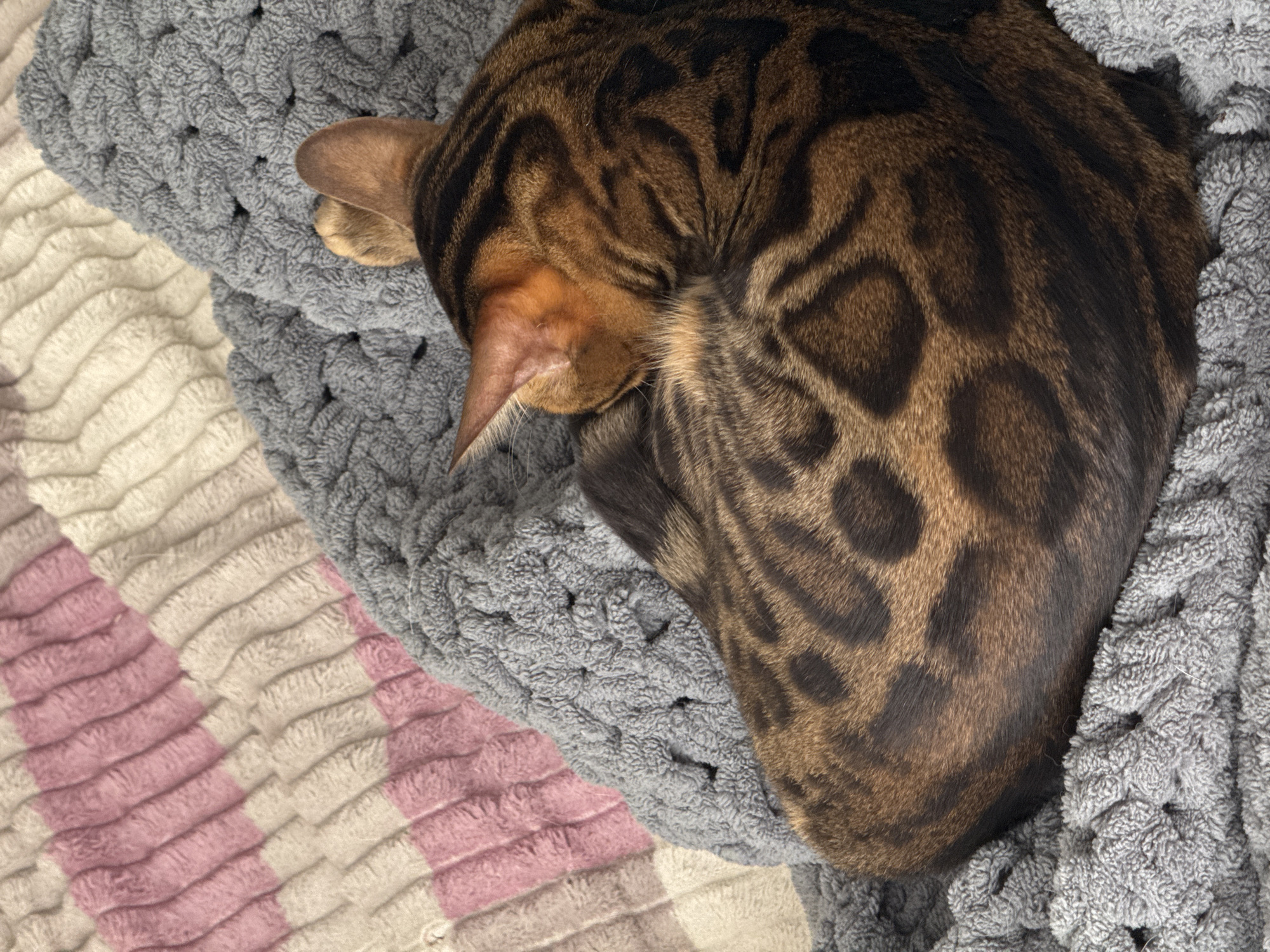 A curled-up, spotted Bengal cat sleeps on a bed of two blankets. The cat has brown and black spotted fur, and its head is tucked in close to its body. The upper blanket is gray and appears to be a chunky knit. Underneath, a pink and white striped blanket lies flat. The location is unknown.
