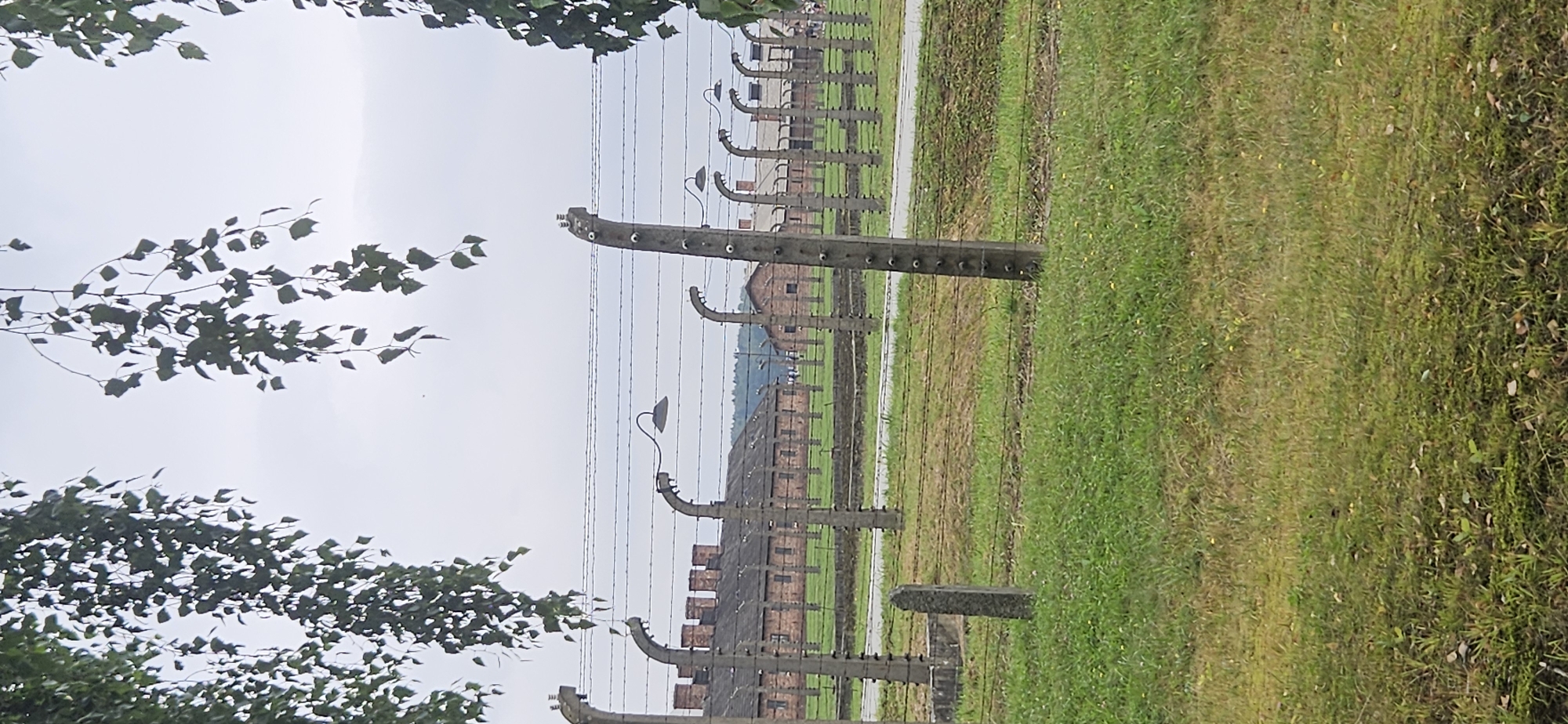 The image shows a view of Auschwitz I, a former Nazi concentration and extermination camp located in Brzezinka, Poland. In the foreground, barbed wire fences supported by concrete posts with insulators are visible. Several lampposts, which were part of the camp's security system, are also present. Behind the fences, brick buildings with dark roofs, typical of camp architecture, are lined up. The area is covered in green grass, and trees with green leaves hang from the top of the frame, partially obscuring the sky, which is overcast. The scene is devoid of any visible people or activity, contributing to a somber and desolate atmosphere.
