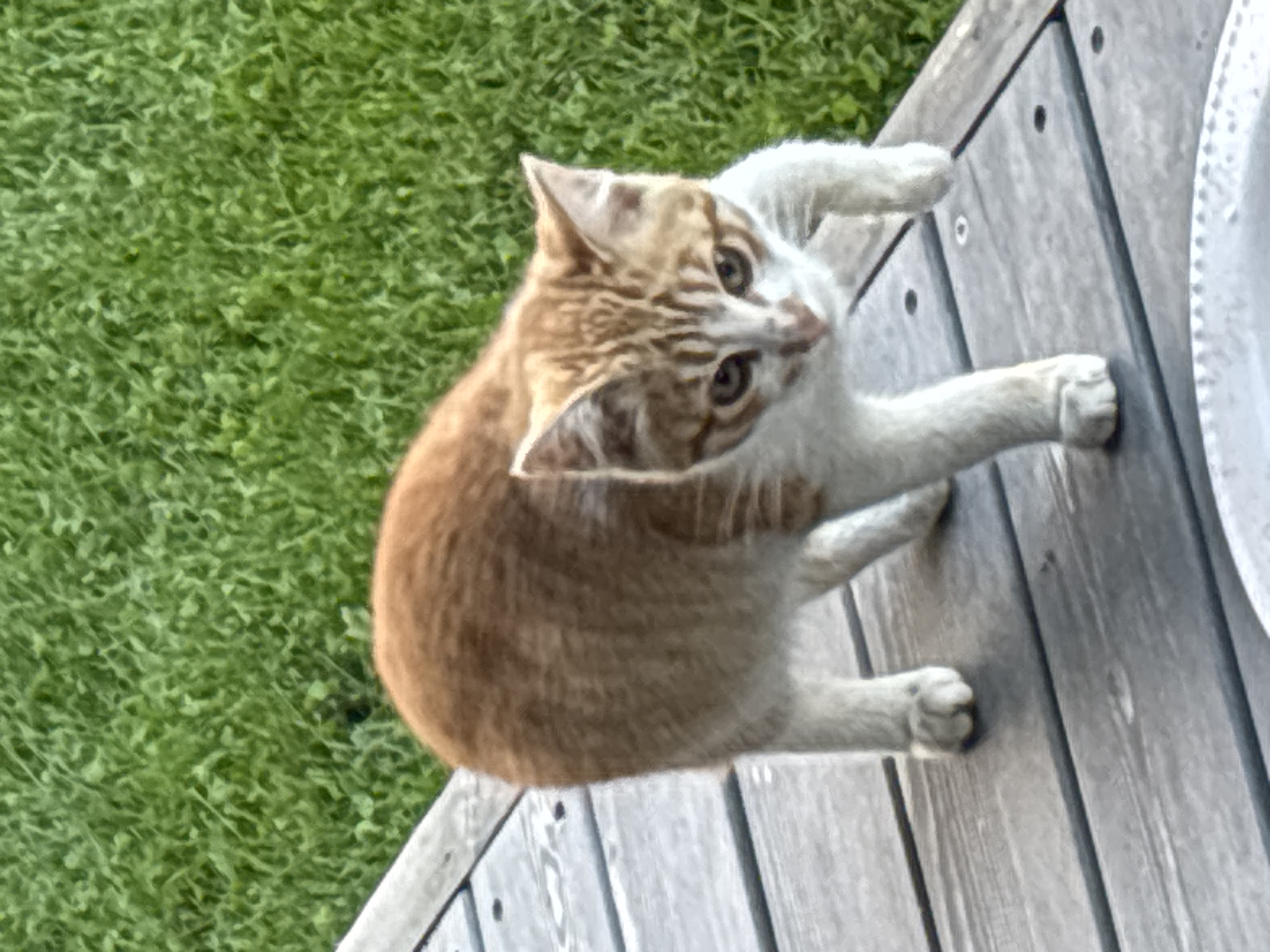 A young ginger and white cat stands on a grey wooden deck, with bright green grass in the background. The cat is facing forward, with its left front paw extended. The cat has orange tabby markings on its head, back, and tail, and white fur on its chest, belly, and legs. The wooden deck appears to be outdoors, possibly in a backyard or patio area. The grass is well-maintained and appears to be a lawn. The lighting suggests it is daytime. There are no people or other animals visible in the image. The scene is a common outdoor domestic setting, with no specific indicators of its location in Zvenigorod, Russia.