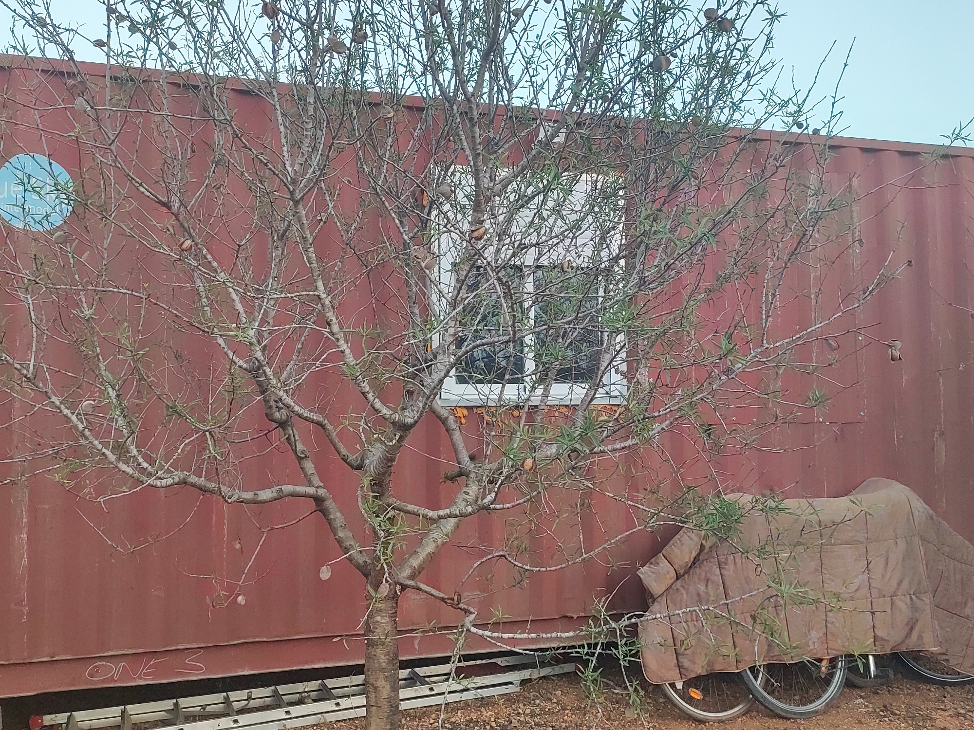 The image depicts an outdoor scene in Alcàsser, Spain, dominated by a large, rusted red shipping container. In front of the container, a bare-branched tree with some sparse green leaves and brown seed pods is prominently positioned. The tree's branches extend across the front of the container, obscuring parts of it. A white-framed window is visible on the container's surface. To the right of the tree, two bicycles are parked, one partially covered with a quilted brown blanket. The ground is covered with gravel and debris, and a metal ladder or ramp structure is visible at the bottom left of the image. White chalk markings that appear to read "ONE 3" are present on the lower portion of the shipping container. The sky above is a pale, overcast blue.