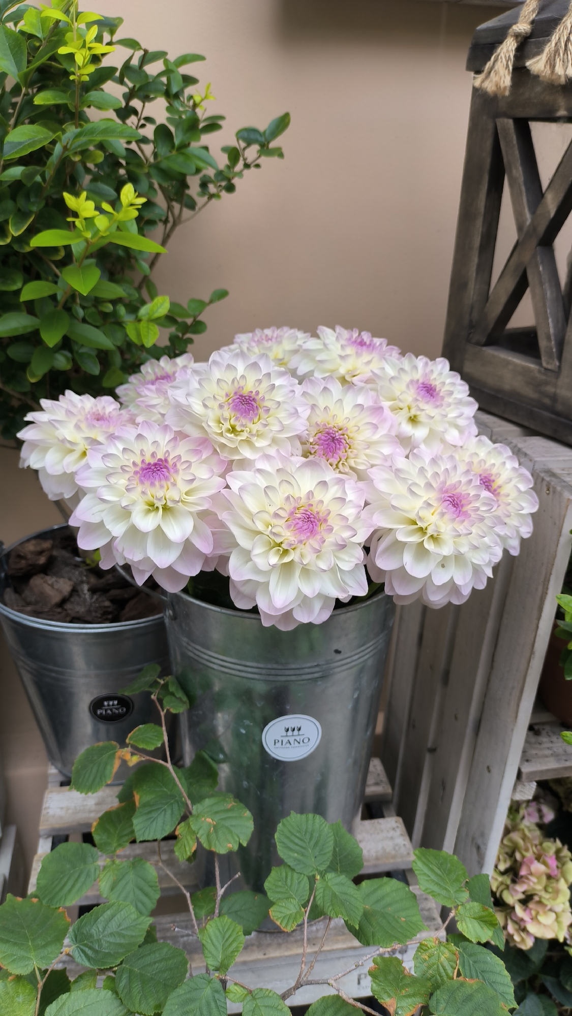 The image displays a close-up view of a bouquet of white and light pink dahlias with vibrant purple centers, arranged in a galvanized metal bucket. The bucket has a circular white sticker with the word "PIANO" and some decorative elements, indicating it is likely a commercial display. Another similar bucket is partially visible to the left. The dahlias are lush and full, with many layered petals. Behind the flowers, a dark wooden lantern with a jute rope detail is positioned on the right side of the frame. To the left, lush green foliage from an outdoor plant provides a natural backdrop. The scene appears to be set outdoors, possibly in a garden or a flower shop, given the presence of plants and decorative items. The overall impression is one of fresh floral beauty. There is no visible indication of the city of Lviv, Ukraine, in this image.