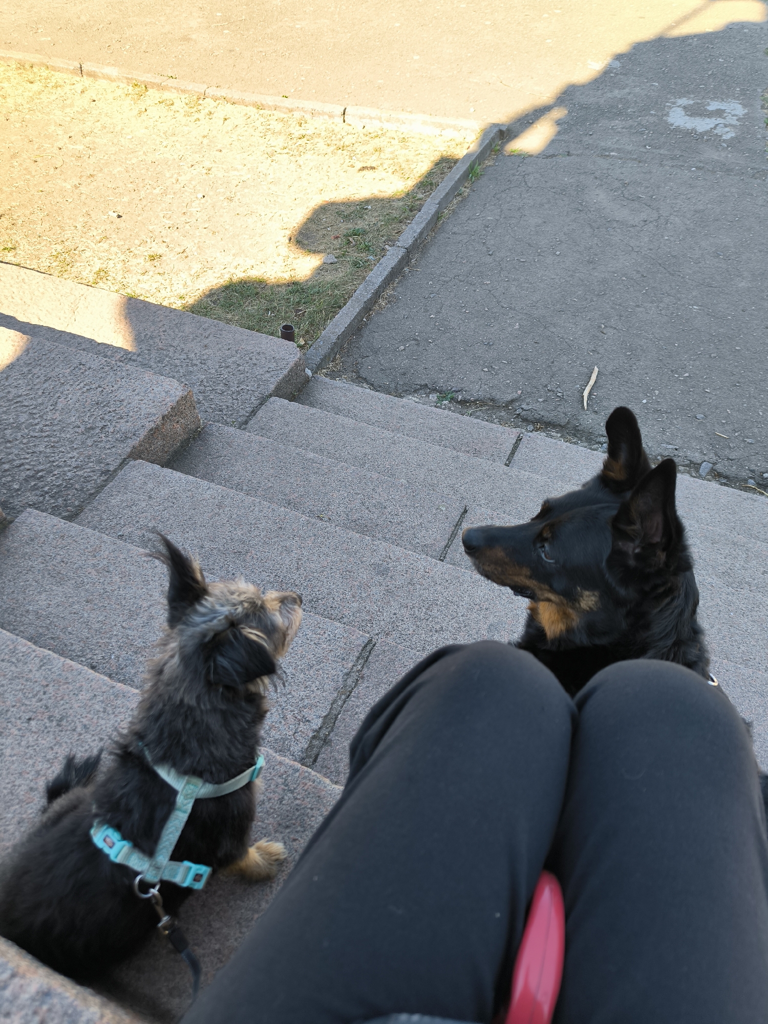 This image depicts two dogs, a smaller black and gray terrier-mix wearing a light blue harness and leash, and a larger black and tan shepherd-mix, sitting on a granite outdoor staircase. The perspective is from behind a person's legs, who is wearing black pants and holding a red object, likely a leash or a toy. The dogs are looking at each other. The staircase is made of large, rough-hewn granite blocks. Beyond the stairs, there is a paved area with a curb and some sparse vegetation, suggesting an outdoor urban setting. The lighting indicates it is daytime, with shadows cast on the paved area. The image does not contain enough specific visual information to pinpoint the exact location within Mykolaiv, Ukraine.