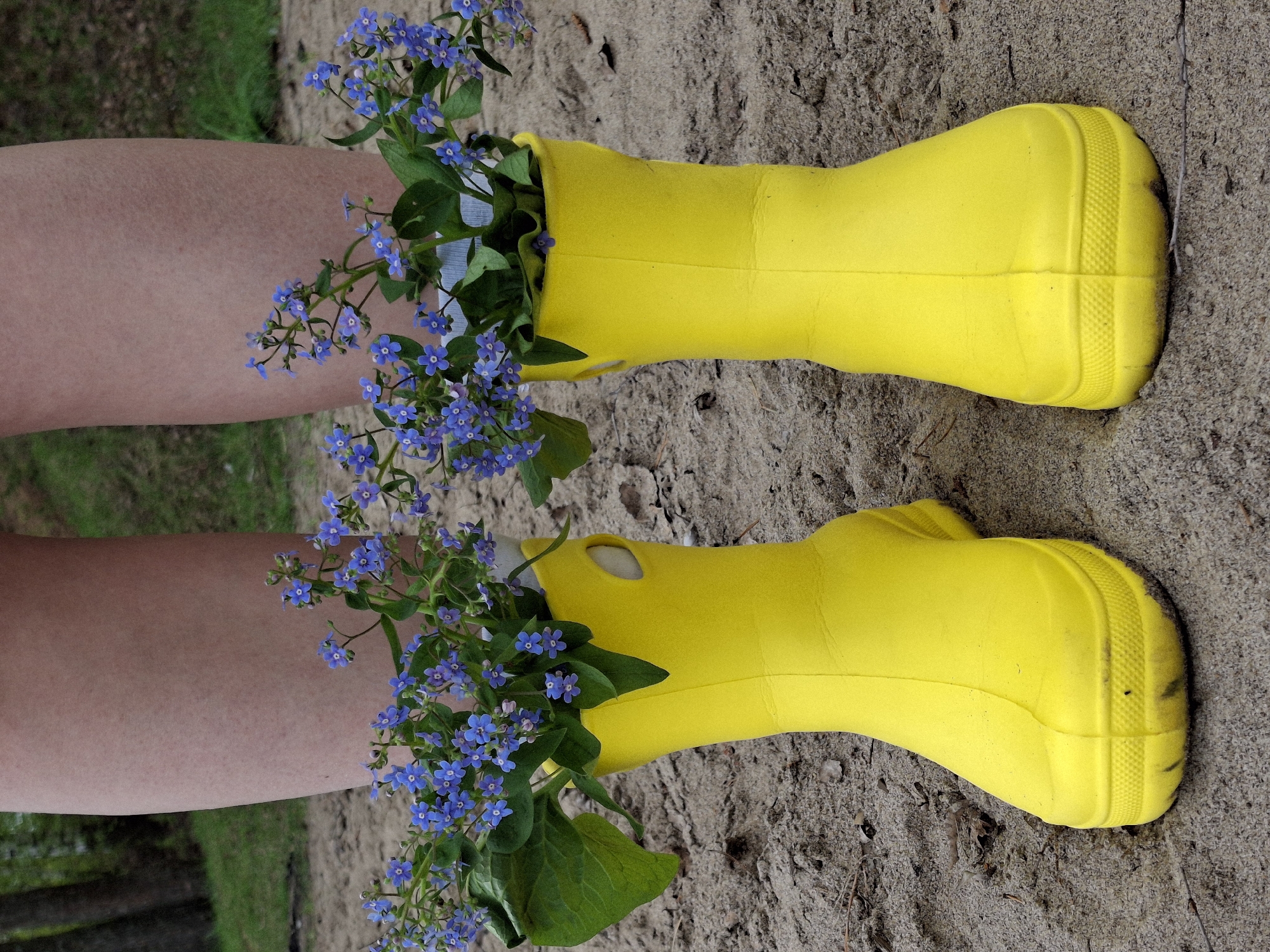 The image presents a pair of yellow rubber boots resting on a sandy surface. Each boot is filled with sprigs of forget-me-not flowers. The lower legs of a person are positioned next to each boot, as if they are wearing the boots. The background is a mix of sand and blurred foliage, suggesting an outdoor setting. There is no verifiable evidence that this image was taken in Chaikovsky, Russia.
