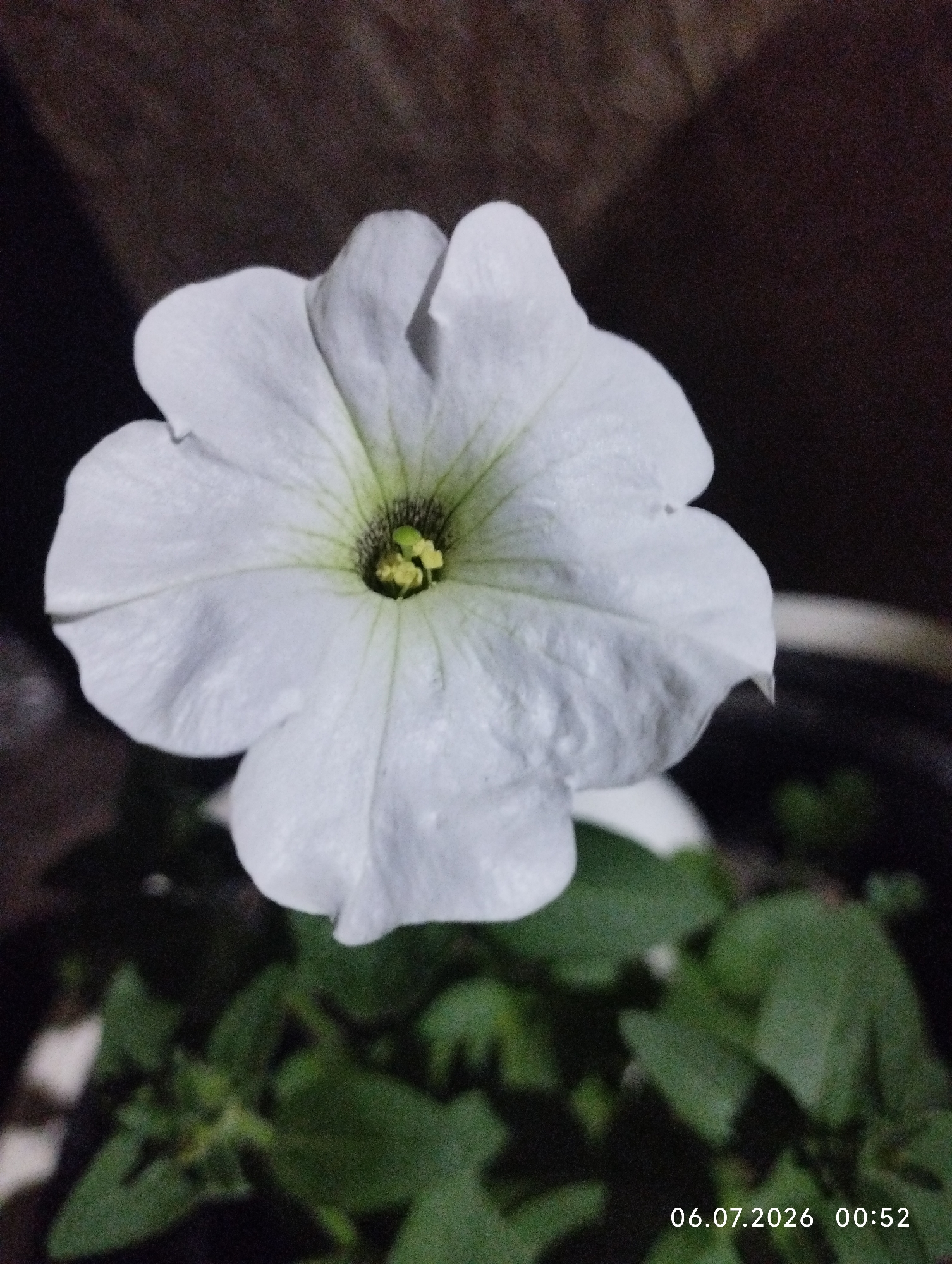 A close-up, vertical shot focuses on a single white petunia flower in bloom. The flower, with its trumpet-shaped petals and delicate veins, is the central subject, positioned in the middle of the frame. The petals are slightly ruffled, and the stamen and pistil in the center are a pale green with yellow tips. The background is dark and out of focus, with a hint of dark brown on the upper left and a blur of green leaves at the bottom. The overall lighting is dim, suggesting it may be nighttime. A timestamp "06.07.2026 00:52" is visible in the lower right corner. There are no people, actions, or interactions depicted. The image appears to be a photograph taken in or near the city of Pokosnoye, Russia, likely in a garden or outdoor setting.
