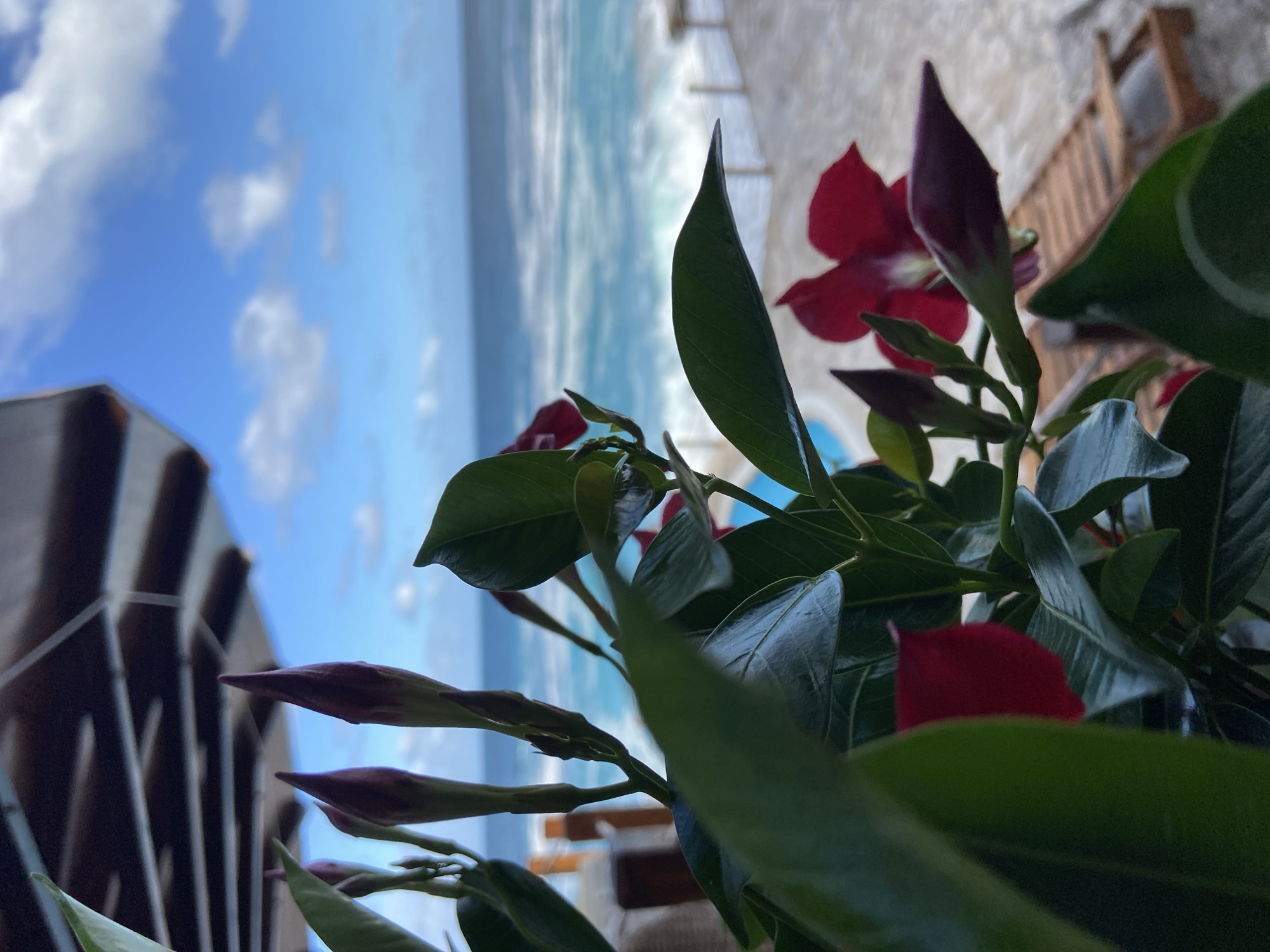 The image captures a view from a building in Prijevor, Montenegro. In the foreground, a plant with dark green leaves and red flowers is prominently displayed. The background features a glimpse of the Adriatic Sea, with visible waves and a horizon line. A partly cloudy sky can be seen above the sea. Portions of a building structure, possibly a balcony or terrace railing, are visible on the left side of the frame and further back, suggesting the viewpoint is within or on a structure. The overall scene suggests a coastal setting within the city of Prijevor.