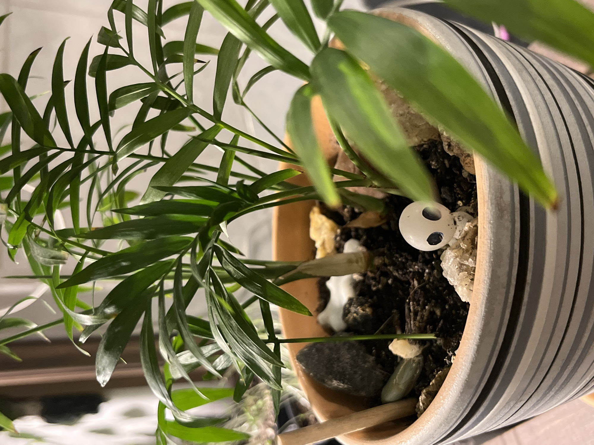 The image shows a potted plant with long, green fronds. The pot is a striped pattern of grey and white. The soil is dark, and there are white stones or crystals on the surface of the soil, along with a small white skull decoration with black eye sockets. There are also several small stones placed around the plant. A wooden stick is inserted into the soil. The background appears to be a neutral wall color. There is no indication of the location being Krasnoyarsk, Russia.
