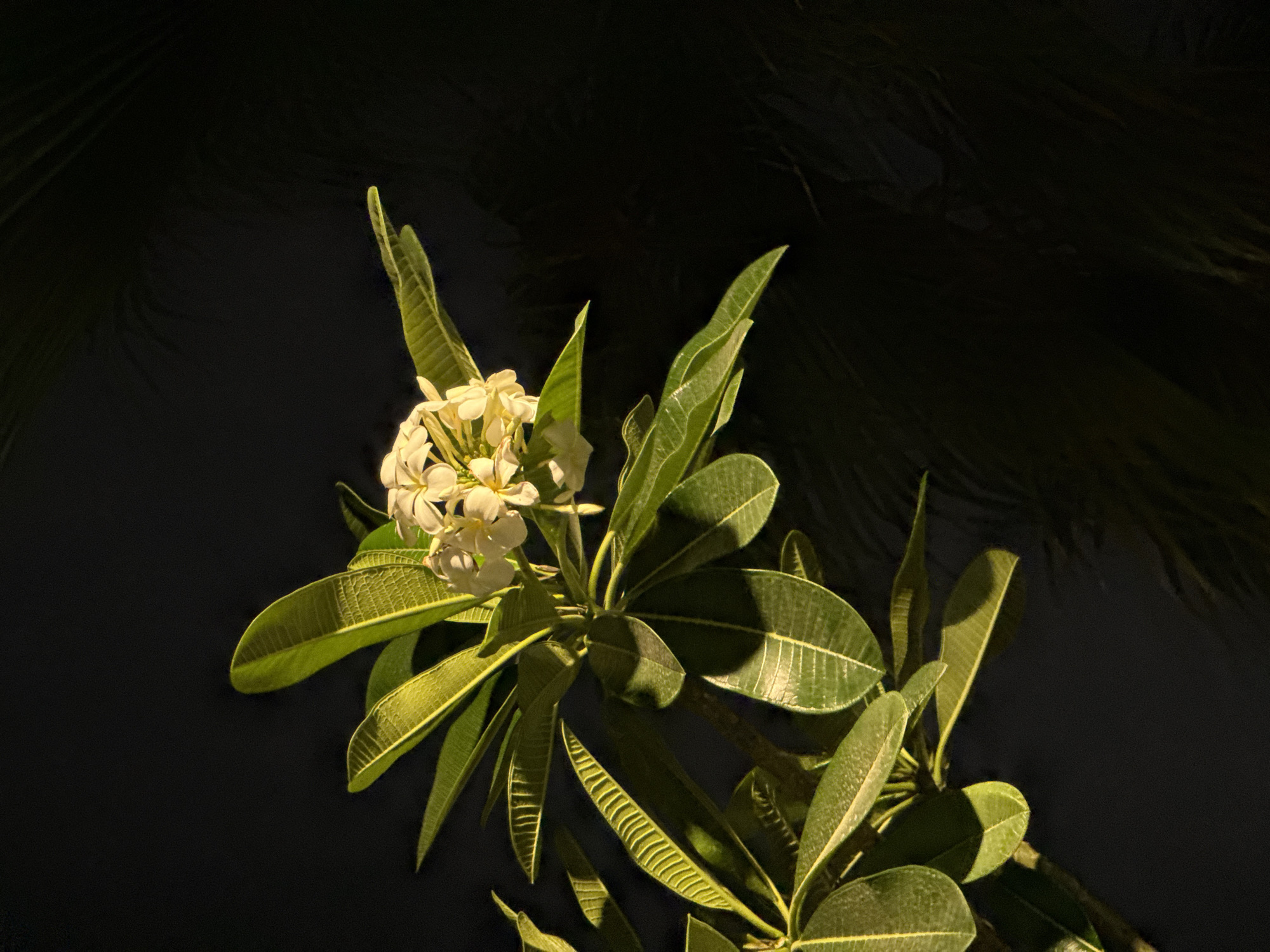 The image shows a cluster of white and yellow plumeria flowers and green leaves against a dark background. The plant appears to be illuminated by a single light source from the left, creating strong highlights and shadows. The leaves have visible venation. The background is dark, possibly a night sky or dark foliage. The location of Dubai, United Arab Emirates, is not directly suggested by the image.