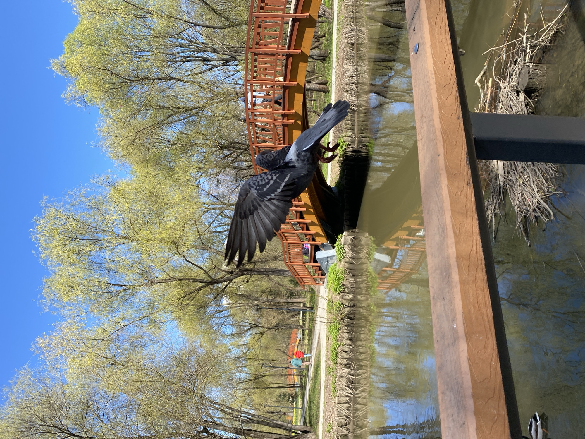 The image depicts a vibrant spring day in a park in Moscow, Russia, showcasing a pigeon in motion amidst natural and man-made elements. The upper portion of the frame is dominated by a clear, brilliant blue sky. Below this, a dense canopy of trees bursts with fresh, light green foliage, indicating the springtime season.
In the foreground, a dark grey pigeon with widely spread wings and visible talons is captured centrally, appearing to be in mid-flight or in the act of landing/taking off from a wooden structure. This structure, a brown wooden railing or part of a bridge, extends from the lower right corner towards the center-left, with black metal supports also visible. Below and to the right of the pigeon, a calm body of water, murky with reflections of the blue sky and trees, contains clusters of dried branches and debris.
Beyond the foreground, a paved pathway runs alongside the water, further lined by trees. In the midground, a distinct reddish-brown wooden bridge with detailed railings spans across the water. Several blurry figures of people are visible on this bridge, one person wearing a light blue top. Further in the background on the paved path, two smaller, indistinct figures can be seen walking, one appearing to wear red and another light blue or green.
The scene conveys a peaceful atmosphere, indicative of a pleasant, sunny day in a public park. There is no visible text in the image.