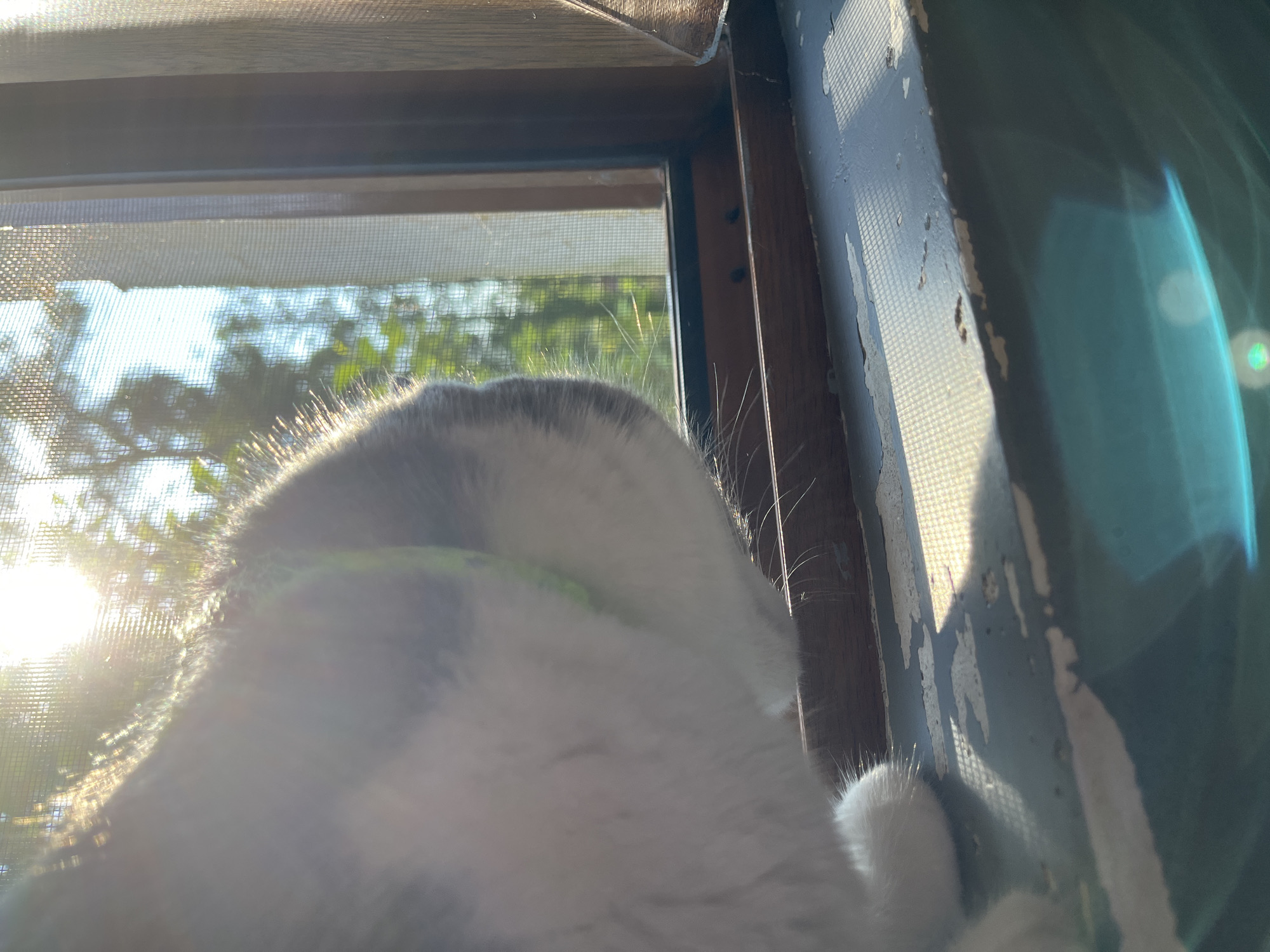 The image shows a close-up of a cat on a window ledge. The cat is mostly white with grey markings and is wearing a green collar. The sun is shining brightly through the window, creating a lens flare effect and highlighting the cat's fur. Outside the window, trees and greenery are visible through a screen. The window frame and ledge appear to be made of wood and metal, with some visible wear and tear. The scene is consistent with a residential setting in the city of Ureki, Georgia, a Black Sea resort town known for its beaches and pine forests, where such natural light and views are common.