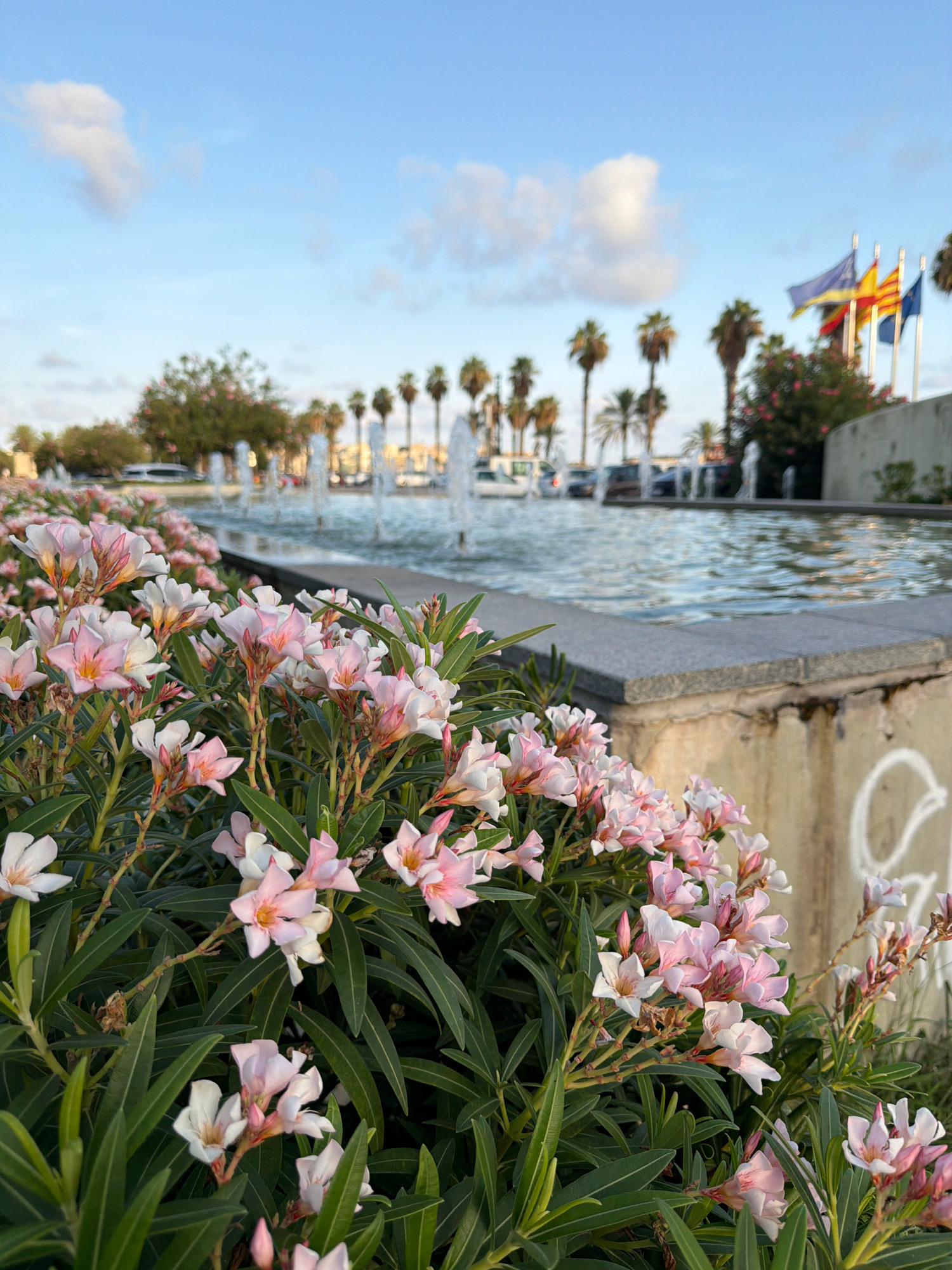 In Salou, Spain, a close-up view of blooming pink oleander flowers in the foreground dominates the frame. Beyond the flowers, a public water fountain area is visible with several fountains spraying water into a pool. Palm trees line the background, and three flags—one yellow and red, one blue and yellow, and one solid blue—are seen flying on poles to the right of the fountains. The sky is clear blue with a few scattered white clouds, and the sun appears to be low in the sky, casting warm light on the scene. Cars are parked or driving in the background, suggesting a public space within the city. A concrete wall with graffiti is visible on the right side of the image.