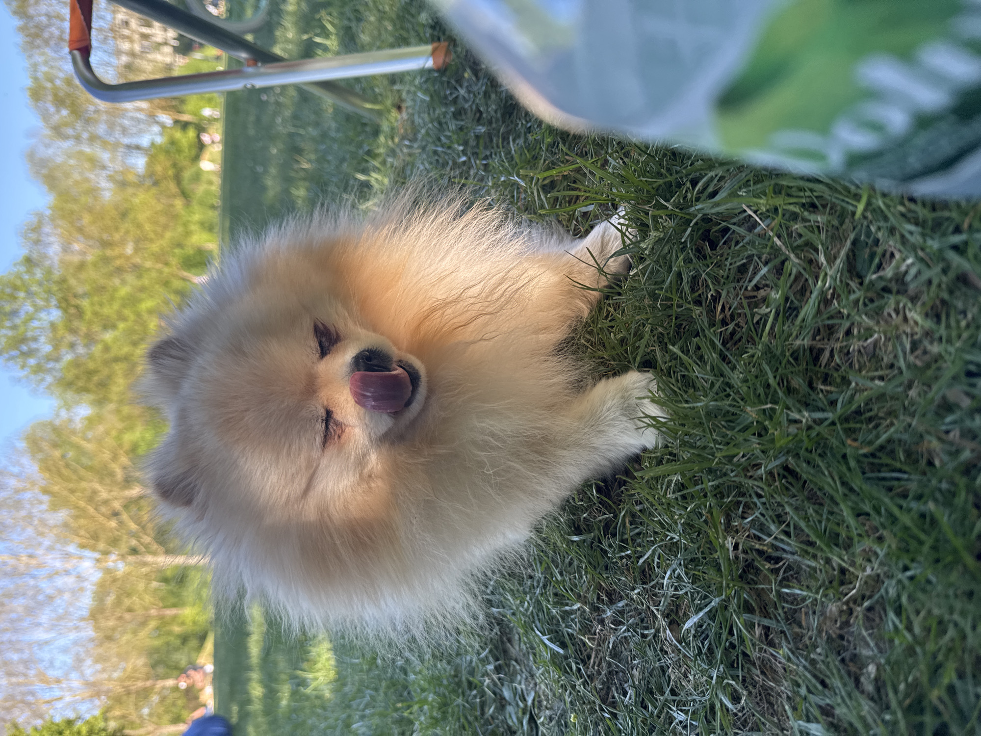A light-colored, fluffy Pomeranian dog is depicted lying on its side in green grass. The dog's fur appears cream or light tan, and its eyes are partially closed, with its pink tongue extended, possibly licking its nose or mouth. It looks relaxed and content.
The setting is outdoors, likely a park or garden in Ditzingen, Germany, given the context. The dog is positioned on a patch of vibrant green grass, with natural light casting soft shadows, indicating it is daytime, possibly late morning or afternoon. In the background, out of focus, are numerous green trees with visible branches and leaves, suggesting a lush, natural environment. A bright blue sky is visible through the foliage.
In the upper left corner of the original image (which appears to be the top if rotated), a metal frame, possibly part of a chair, stroller, or similar outdoor equipment, is visible. In the upper right foreground (bottom of the original image), a blurry object with green and white tones, possibly a bag or cover, partially obstructs the view. The overall impression is a sunny, pleasant day. There is no visible text in the image.