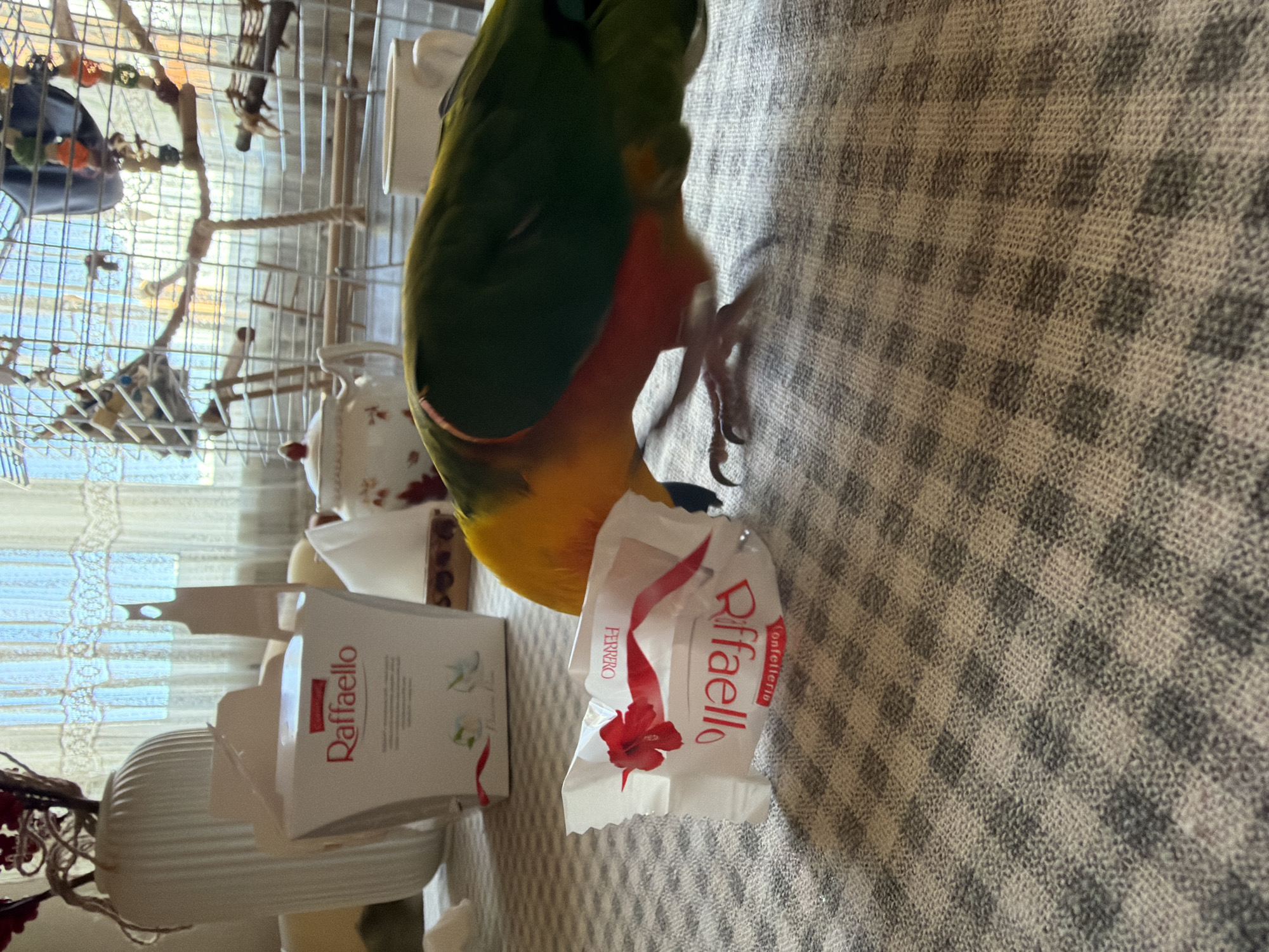A colorful parrot stands on a checkered tablecloth, holding a "Raffaello" candy wrapper in its foot. A box of "Raffaello" candies sits nearby, partially obscured by a white vase. A birdcage is visible in the background, along with a window covered by a lace curtain. The scene is indoors. It is impossible to determine the location of the scene to be the city of Khimki, Russia.