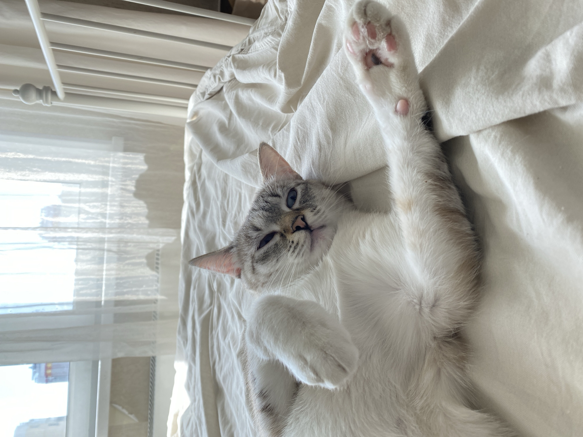 A light-furred cat with grey and white markings lies on its back on a white bed sheet. The cat's face is tilted upwards and its right paw is raised in the air, showing pink paw pads. The cat's other paw is tucked under its chest. A window with white curtains is visible in the background, and a white bed frame is partially visible in the upper left corner. The location of Yekaterinburg, Russia cannot be confirmed based on the visual information available in the image.