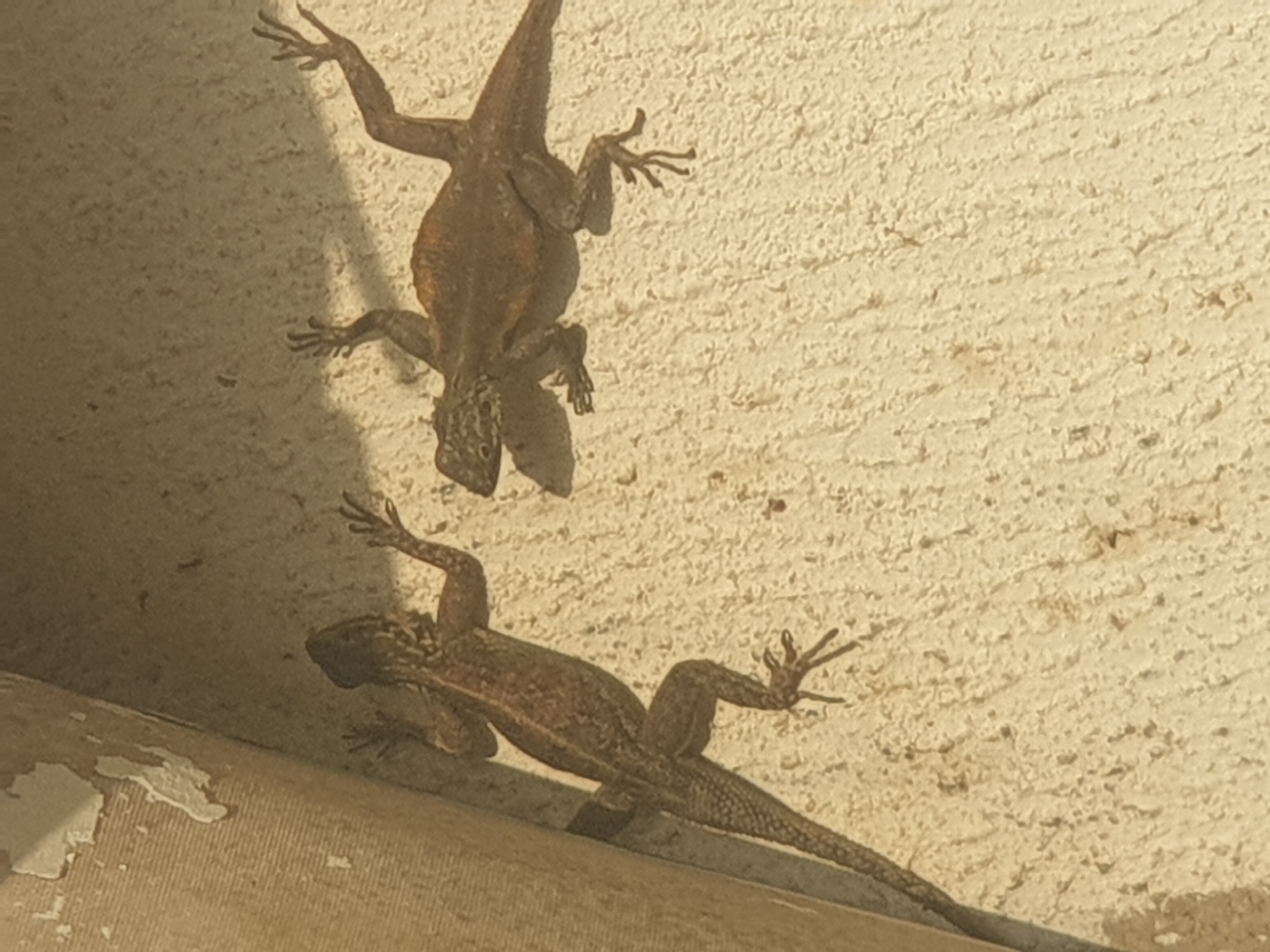 Two brown lizards are on a textured, off-white wall. The lizard on the left is positioned vertically, facing left with its head down and tail extended to the left. The lizard on the right is positioned horizontally, facing left with its body arched and head raised. The wall appears to be an exterior surface, possibly a stucco or concrete wall, with some peeling material in the upper left corner. The lighting suggests it is daytime, with shadows cast by the lizards.