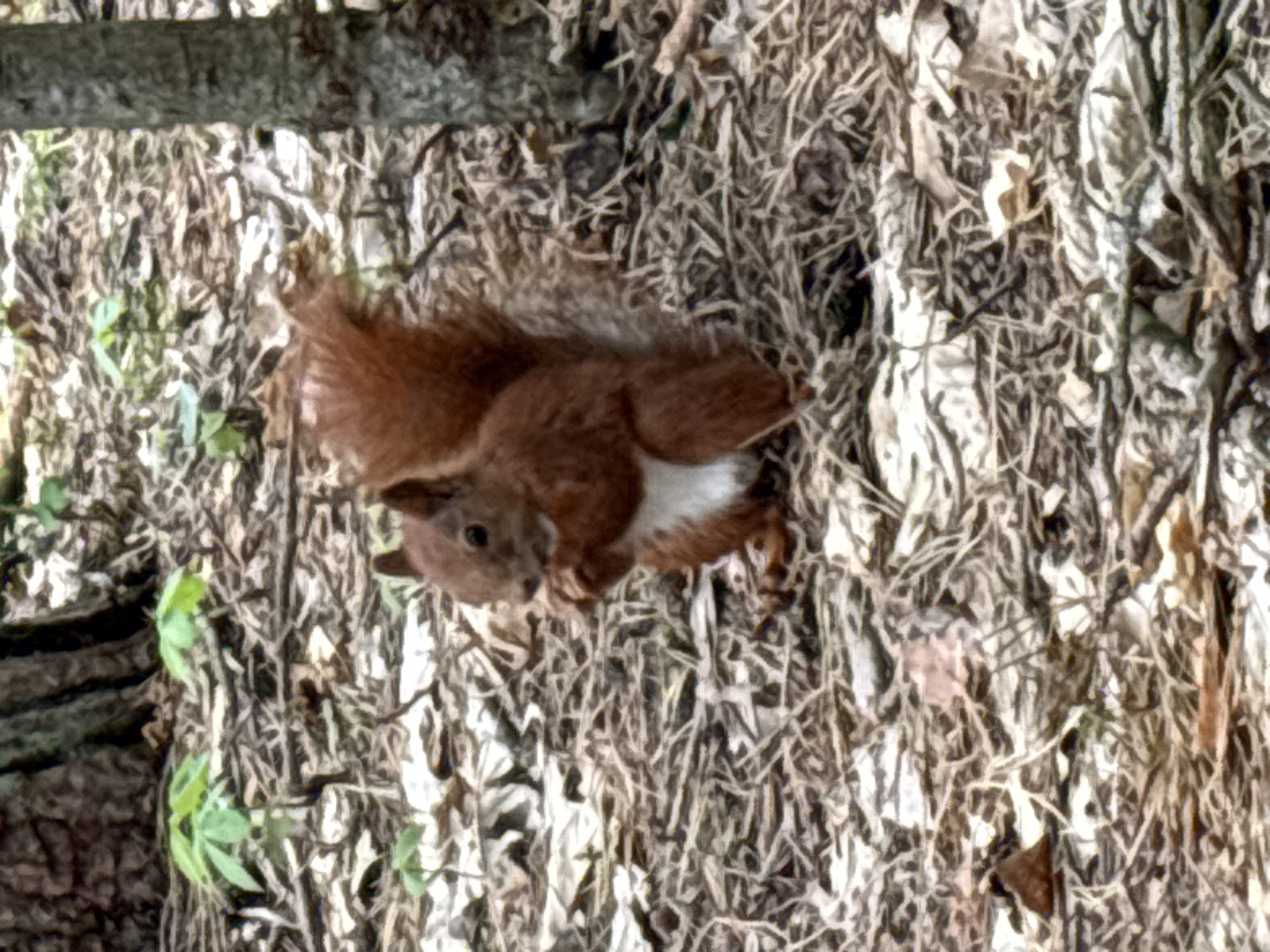 A red squirrel is captured in a forest setting, likely in the city of Brest, Belarus. The squirrel, with its reddish-brown fur and white belly, is seated on a ground covered with dry leaves, twigs, and pine needles. It is holding a small object, likely food, in its paws and appears to be eating. The background shows the base of a tree and other vegetation, suggesting a natural environment within the city. The lighting is natural, indicating it is daytime.