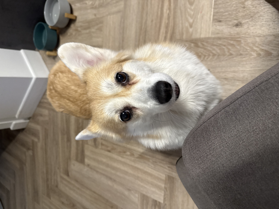 A cute corgi with tan and white fur gazes upwards with big, black eyes and a curious expression. The dog's head is tilted, offering a close-up view of its black nose and white chest fur. To the left, there's a white cabinet and dog bowls. The flooring is a light brown parquet. A portion of a gray upholstered chair is visible on the right side of the frame.