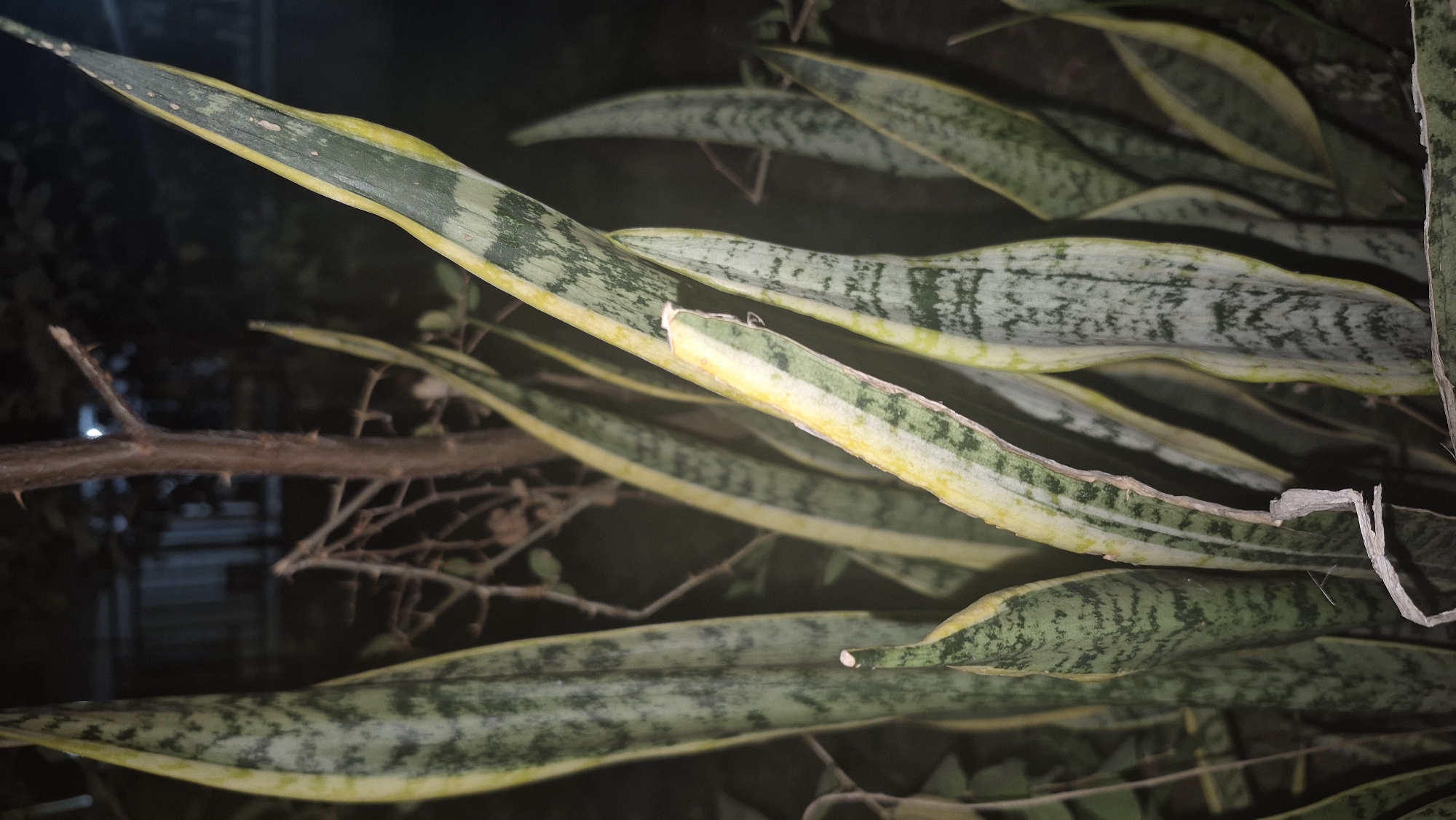 In Ngablak, Indonesia, a close-up, eye-level shot captures a cluster of snake plants under artificial light at night. The leaves of the snake plants are predominantly green with variegated patterns of gray and yellow along their edges. One of the leaves in the foreground is notably lighter in color and shows signs of dryness and damage. Behind the snake plants, a thin, thorny branch from another plant is visible, along with the dark silhouettes of other vegetation. In the background, a fence-like structure can be seen, faintly illuminated. The overall scene is dark and appears to be an outdoor setting.