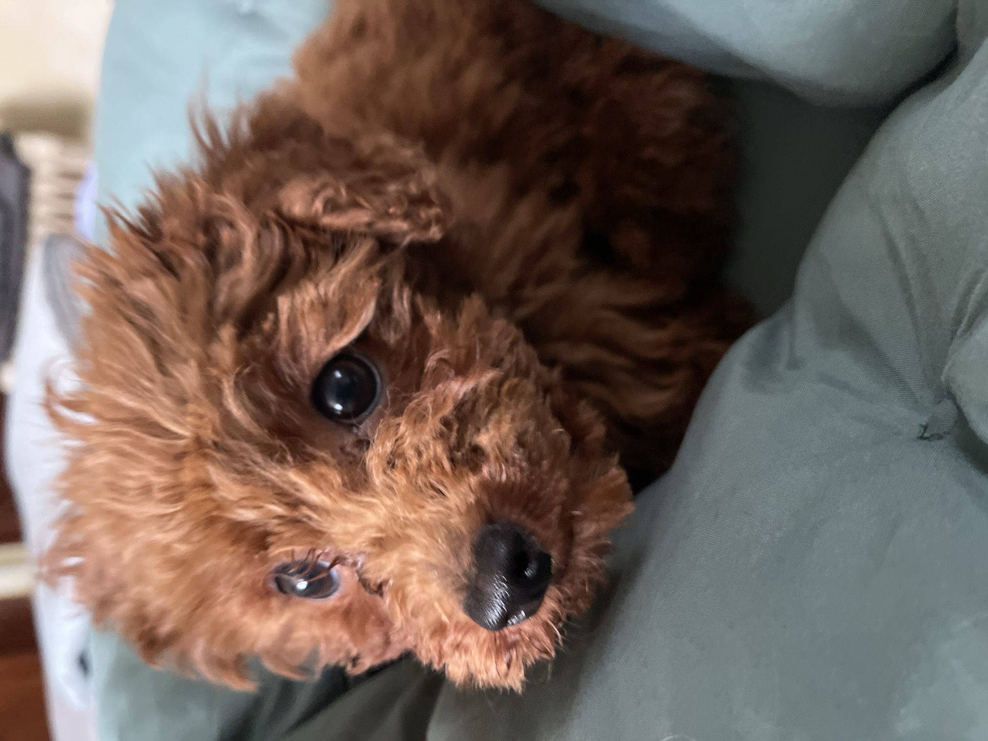 The image presents a close-up portrait of a small, fluffy, reddish-brown dog, likely a puppy, looking directly at the viewer. The dog, possibly a toy poodle or a similar breed, is positioned centrally in the frame, with its head slightly tilted. Its fur is dense, curly, and a warm auburn or reddish-brown color, giving it a soft and textured appearance.
The dog's most prominent features are its large, dark, and shiny eyes, which reflect light sources, indicating an indoor setting. Its small, black nose appears moist. The overall expression of the dog is one of curiosity, innocence, and perhaps a gentle demeanor.
The dog is nestled against a soft, light greenish-blue or teal fabric, which makes up a significant portion of the background on the right and top-right of the image. This fabric shows subtle folds and texture, suggesting it could be a blanket, pillow, or article of clothing. In the lower right corner, a small, dark, stylized text, possibly "Le" or "Lé," is visible on this fabric. The background on the left side of the image is blurred and out of focus, showing lighter, indistinct shapes. The lighting is soft and consistent with indoor conditions, highlighting the dog's features and creating a warm, inviting atmosphere.