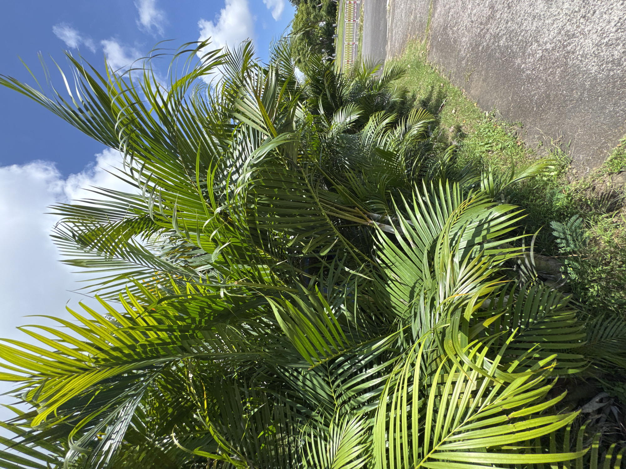 The image shows lush green palm trees in Ungasan, Indonesia, near a concrete sidewalk or road. The trees are the main subject, filling much of the frame with their fronds. Some of the fronds are yellow-green. The sidewalk is gray and extends along the top right of the frame, with grass and other vegetation growing along the edge. Beyond the grass, a white fence can be seen in the distance. The sky is visible in the upper left corner, featuring a bright blue background with fluffy white clouds.